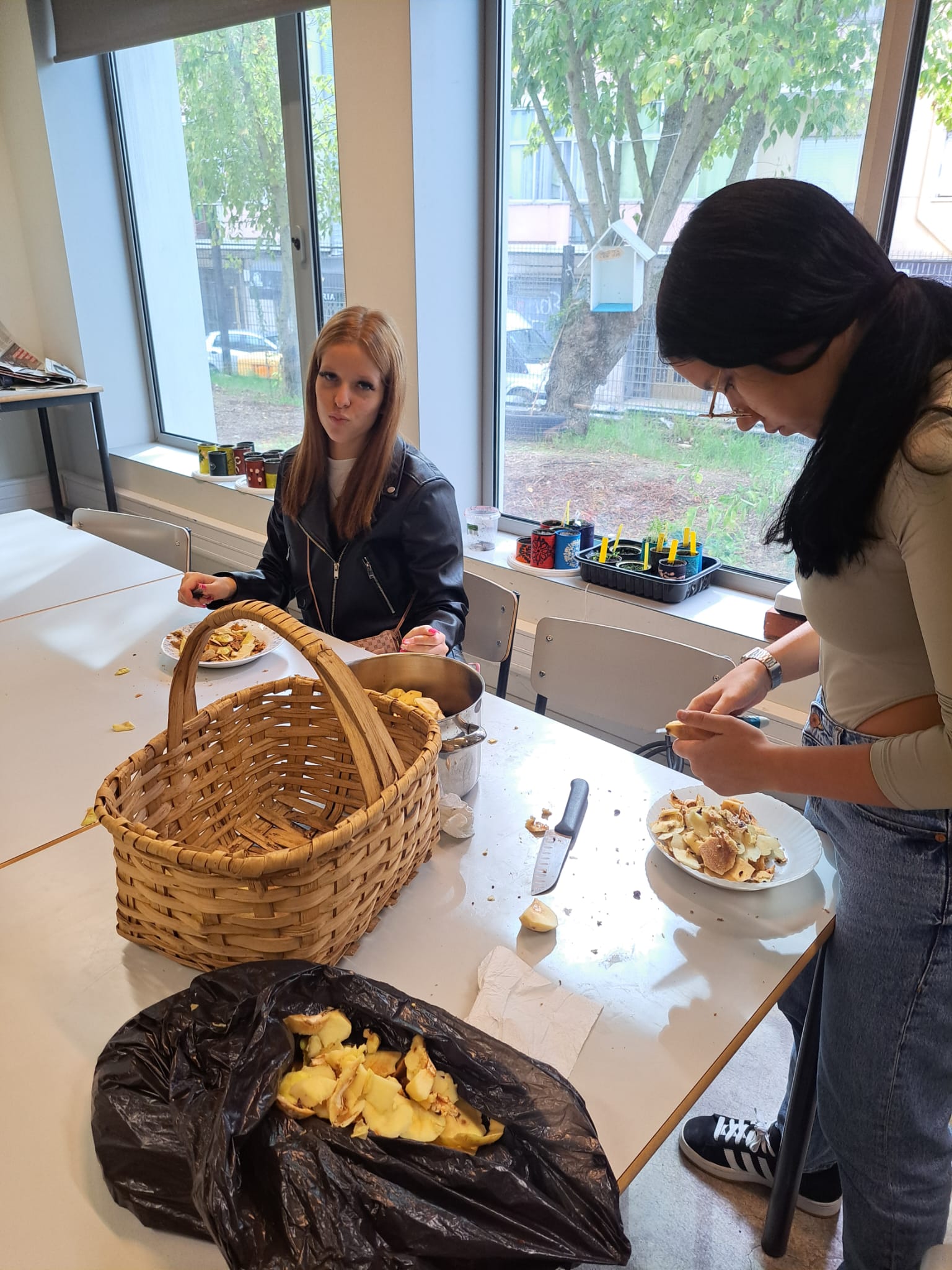 Descascar marmelos do nosso marmeleiro.