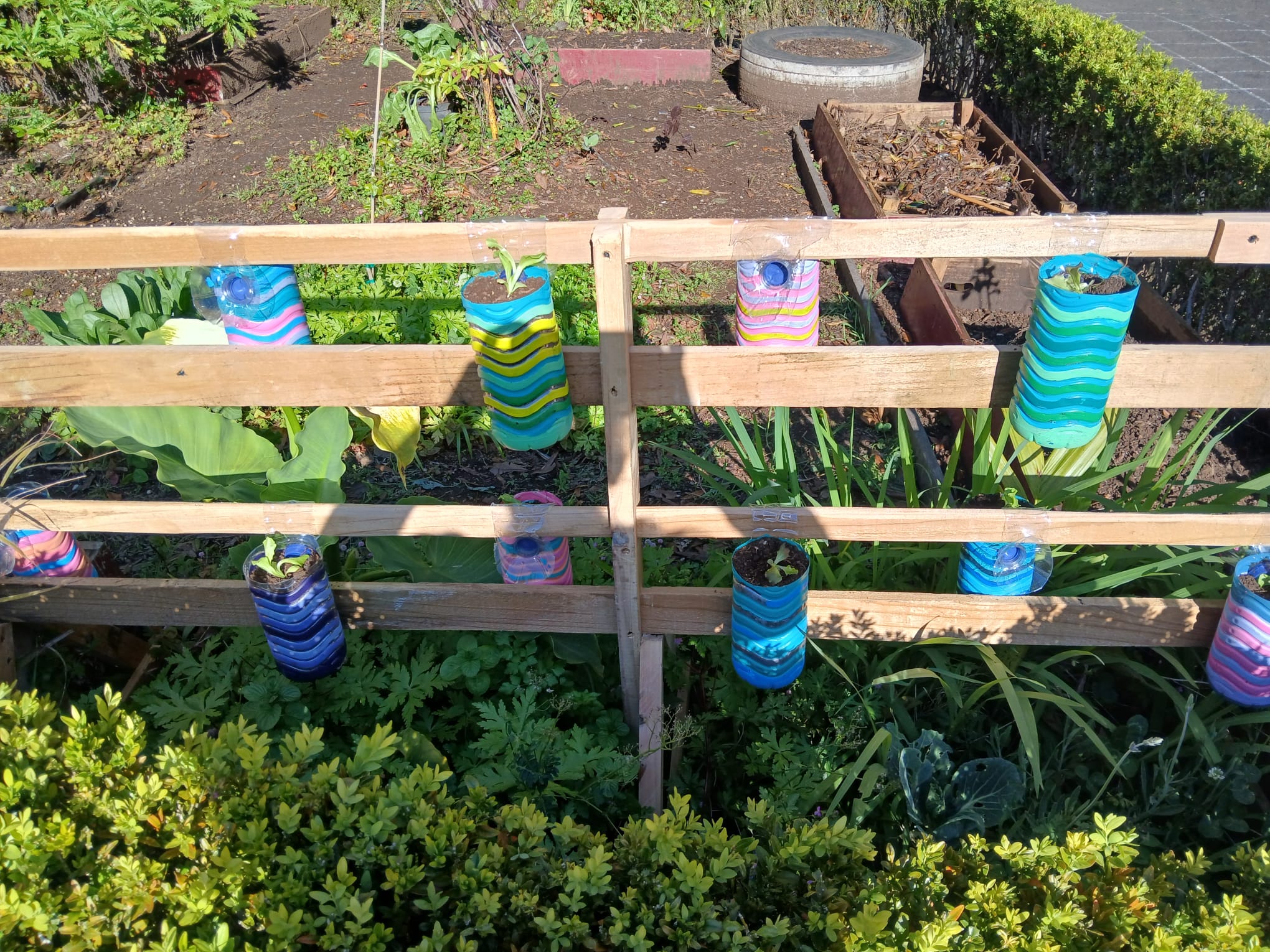 Colocação na horta de uma estrutura de madeira com plantação de alfaces, preparada pelos alunos.