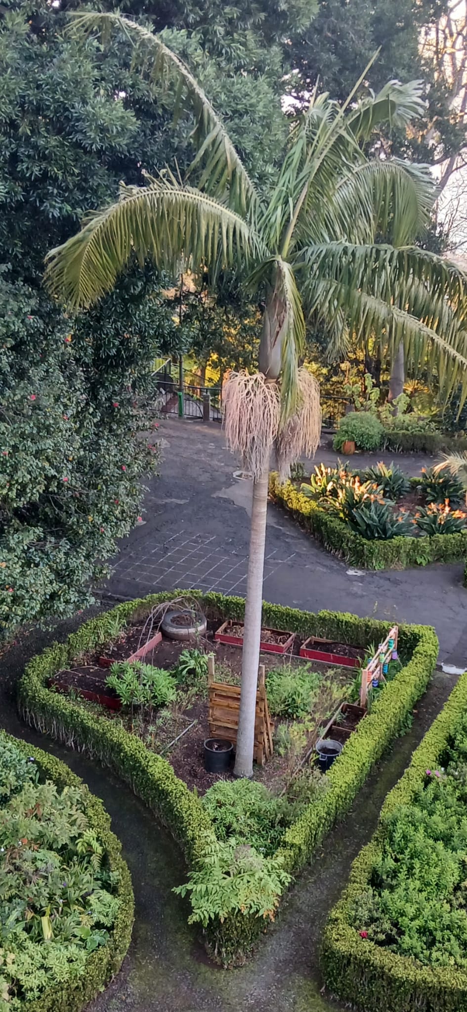 Vista aérea da horta escolar.