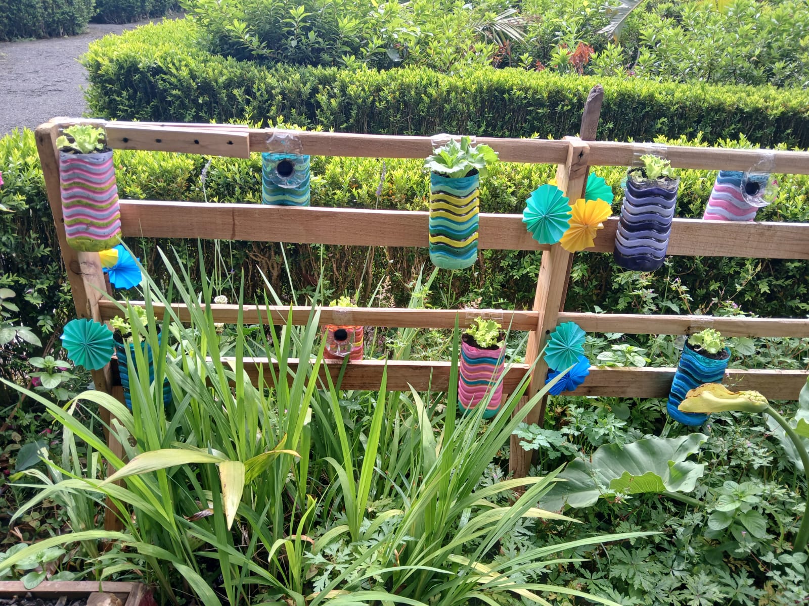 Na fotografia, podemos observar uma outra estrutura de madeira utilizada como suporte para vasos feitos a partir de garrafas de plástico reutilizadas. Estas foram decoradas e utilizadas para o cultivo de alfaces.