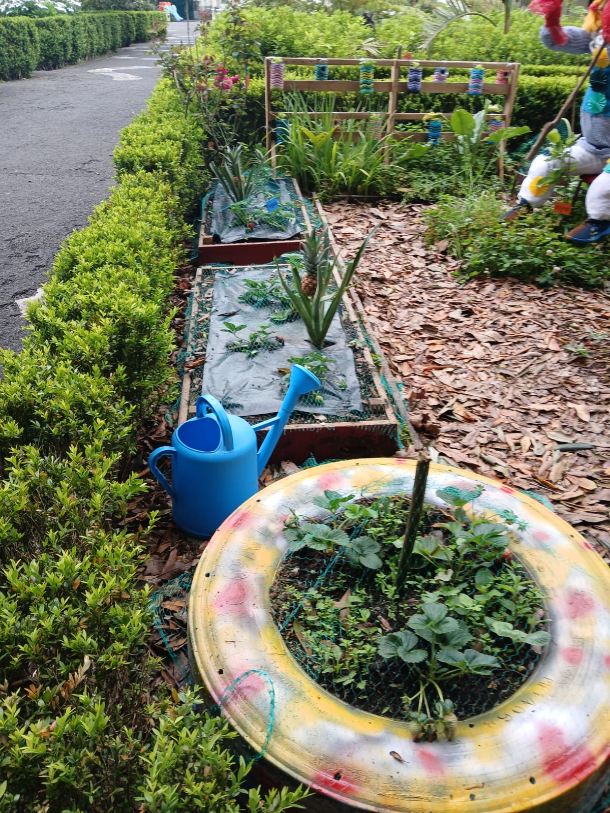 Nesta fotografia, podemos observar dois canteiros de madeira utilizados para a plantação de morangos e ananás. Podemos ainda ver um canteiro feito a partir de um pneu velho, que foi decorado e utilizado igualmente para a plantação de morangos.