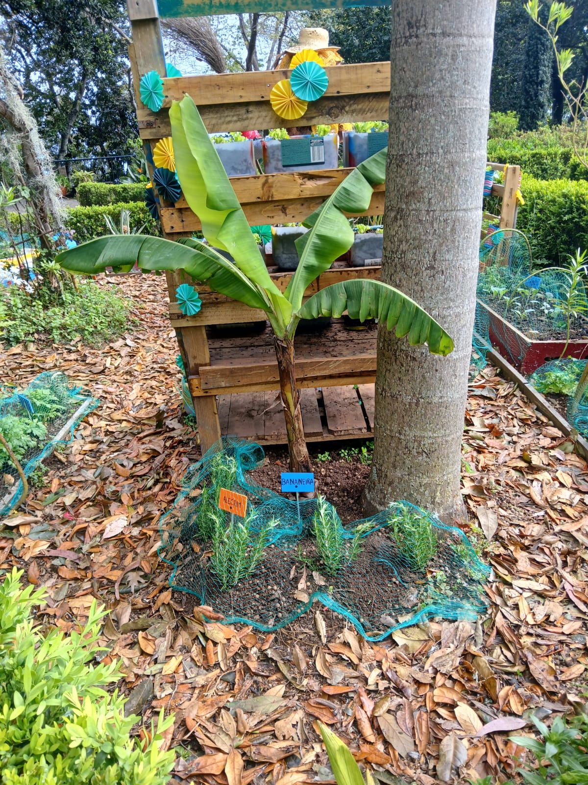 Nesta fotografia, podemos observar a parte traseira da nossa estrutura de madeira, onde foram plantadas uma bananeira e também alecrim.