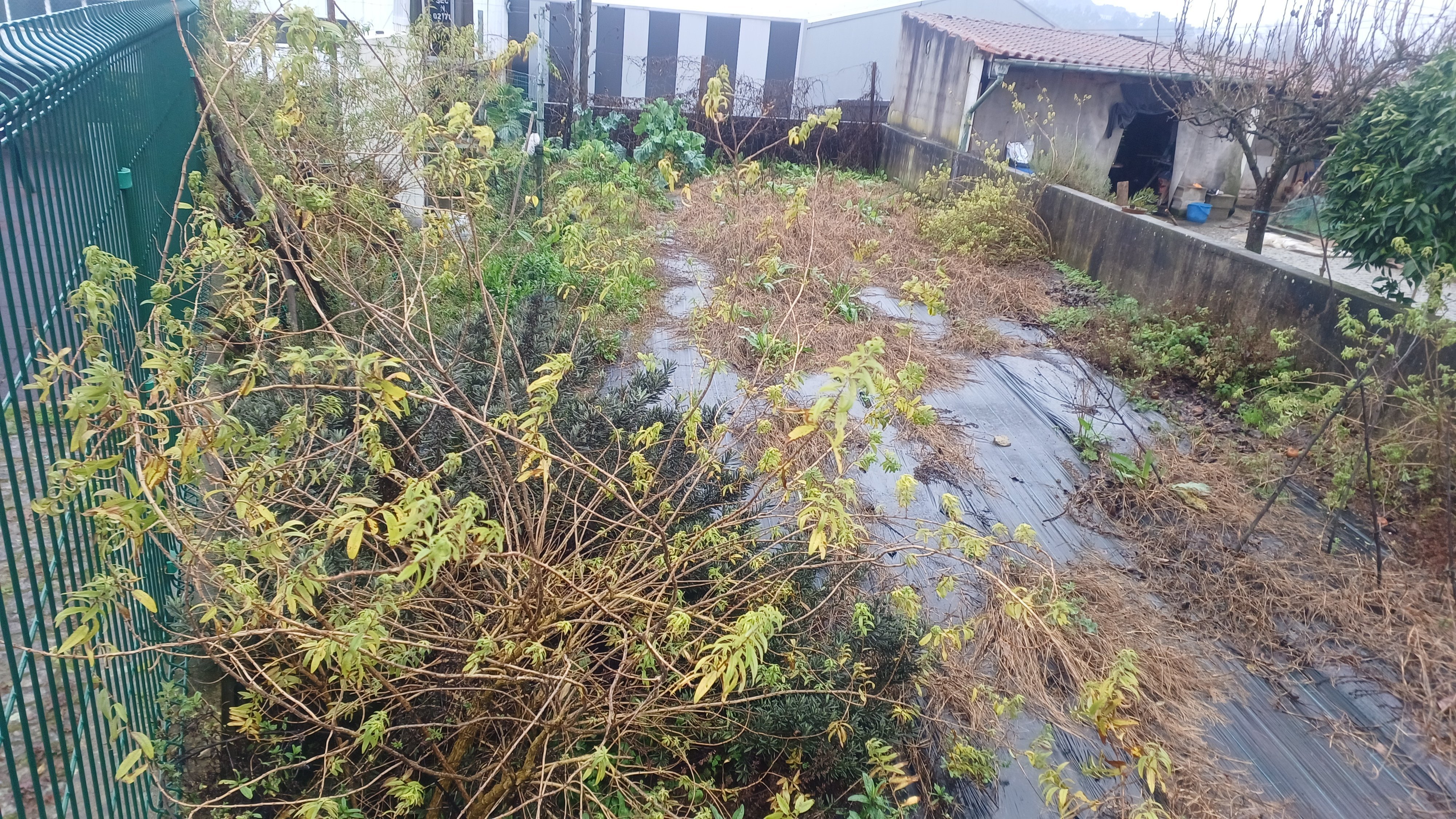 Espaço destinado à Horta Biológica antes de ser tratada a terra - Vista Sul.