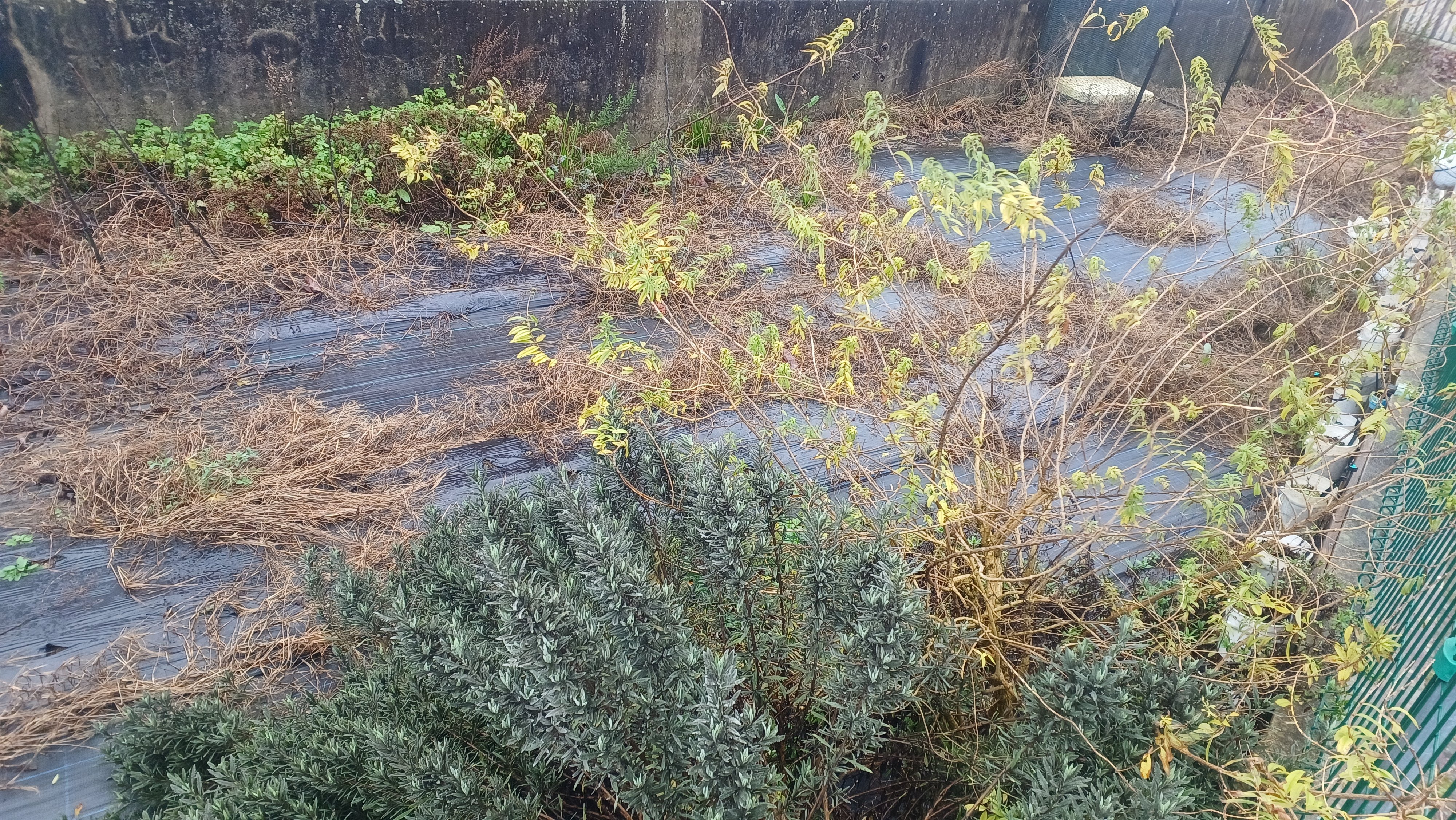 Espaço destinado à Horta Biológica antes de ser tratada a terra - Vista Norte.