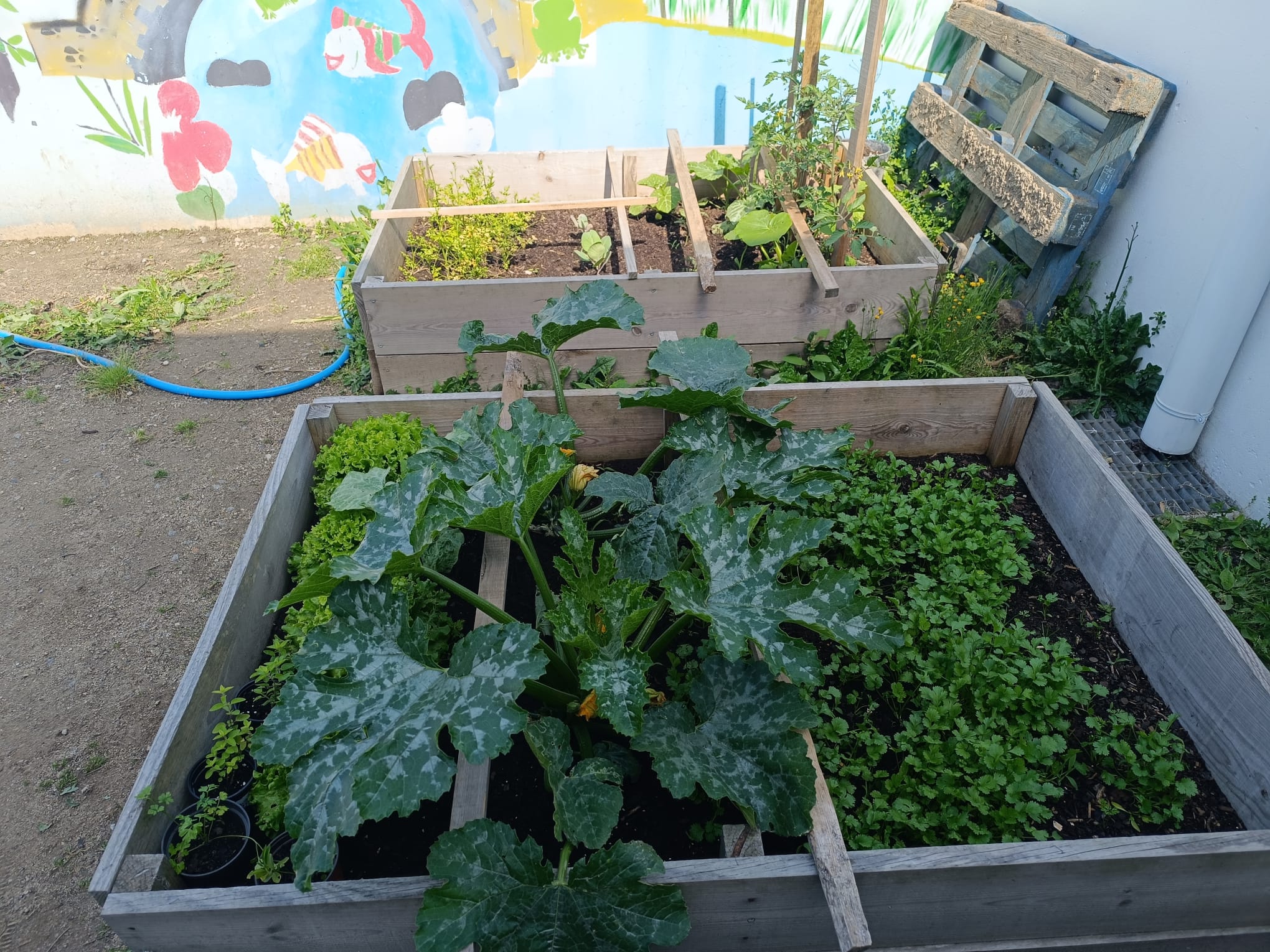 Horta