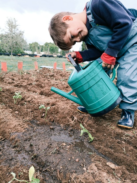 plantação de pimentos