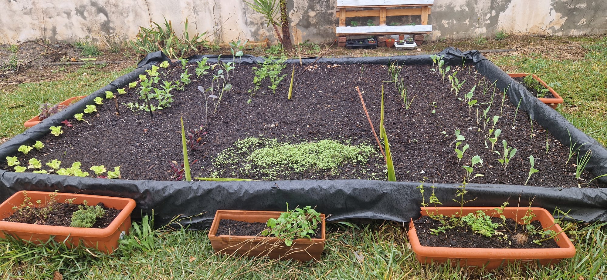 Neste momento a nossa pequena horta encontra-se assim. já com vários legumes e especiarias a rebentar mas ainda não estão prontos a colher. tivemos de colar borras de café para afastar os nossos amigos caracóis que queriam comer os nossos legumes.
