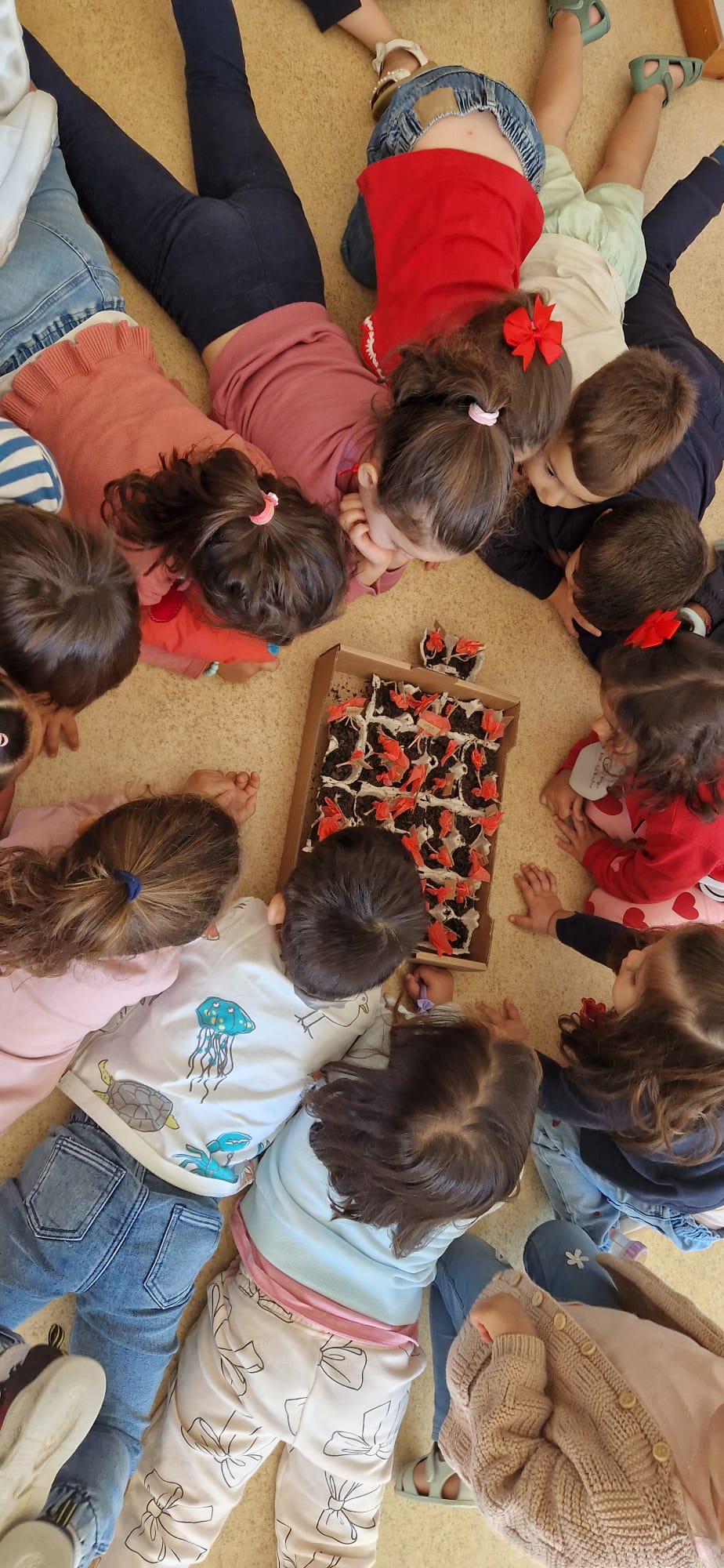 Processo de germinação, para posteriormente transplantar para a horta.