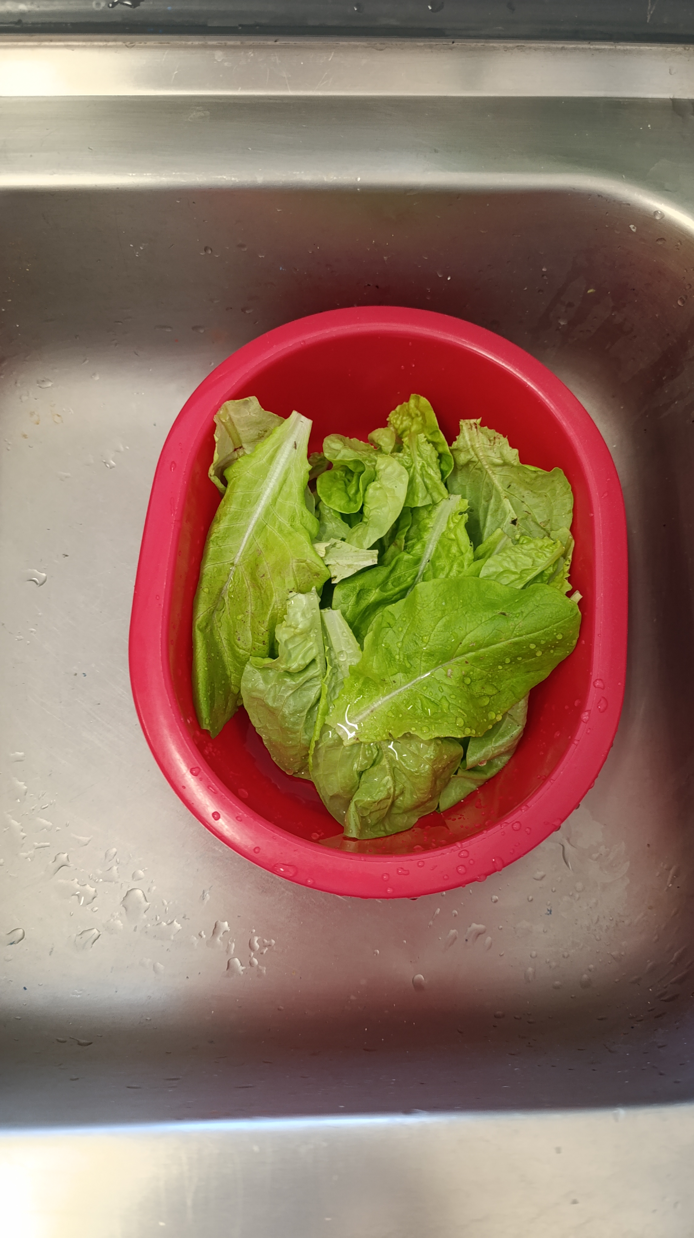 "A nossa alface deliciosa"
a alface lavada e pronta para ser degustada.