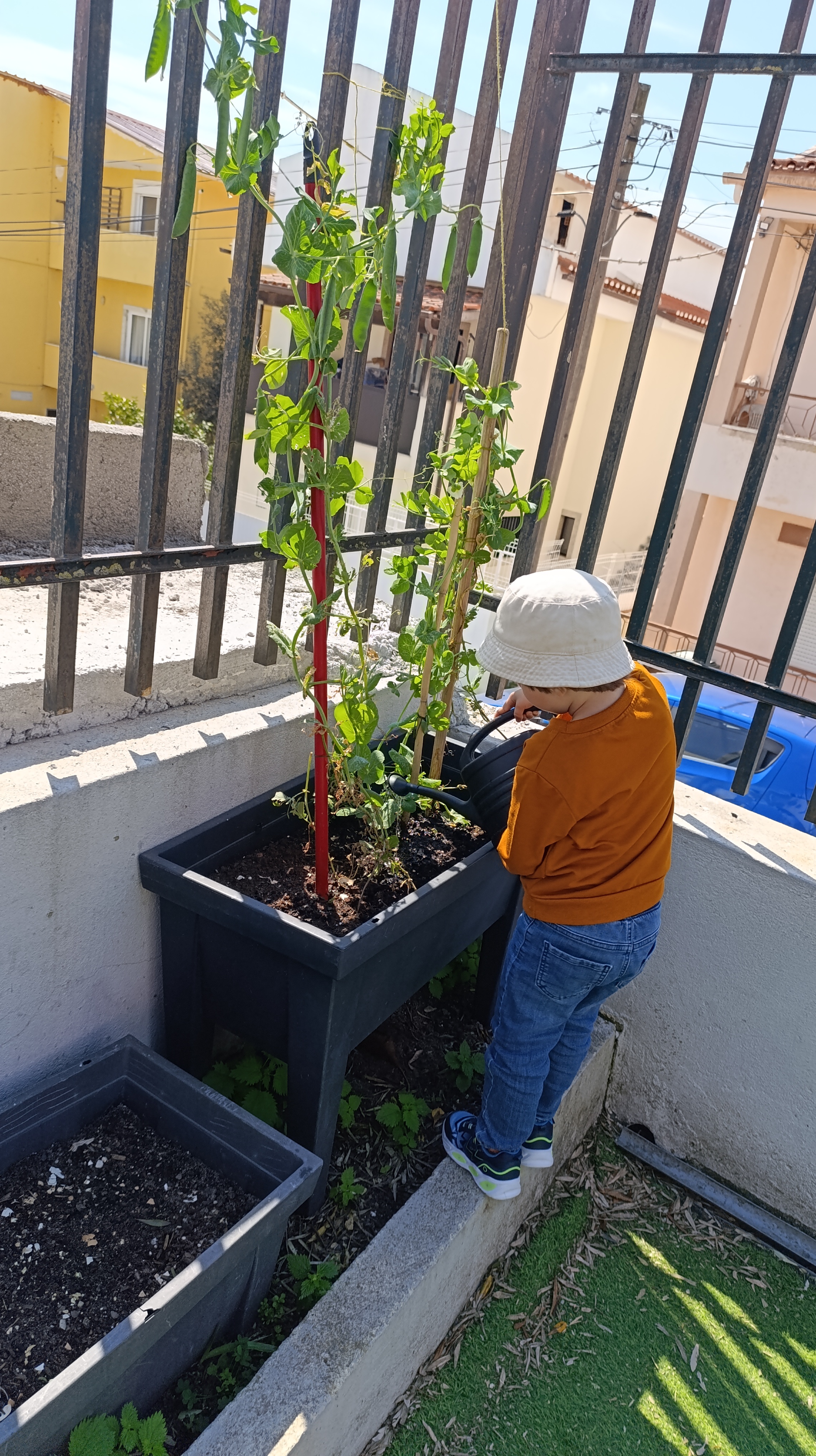 "Rega da horta do pré - escolar"
as crianças regam e tratam da sua horta.
