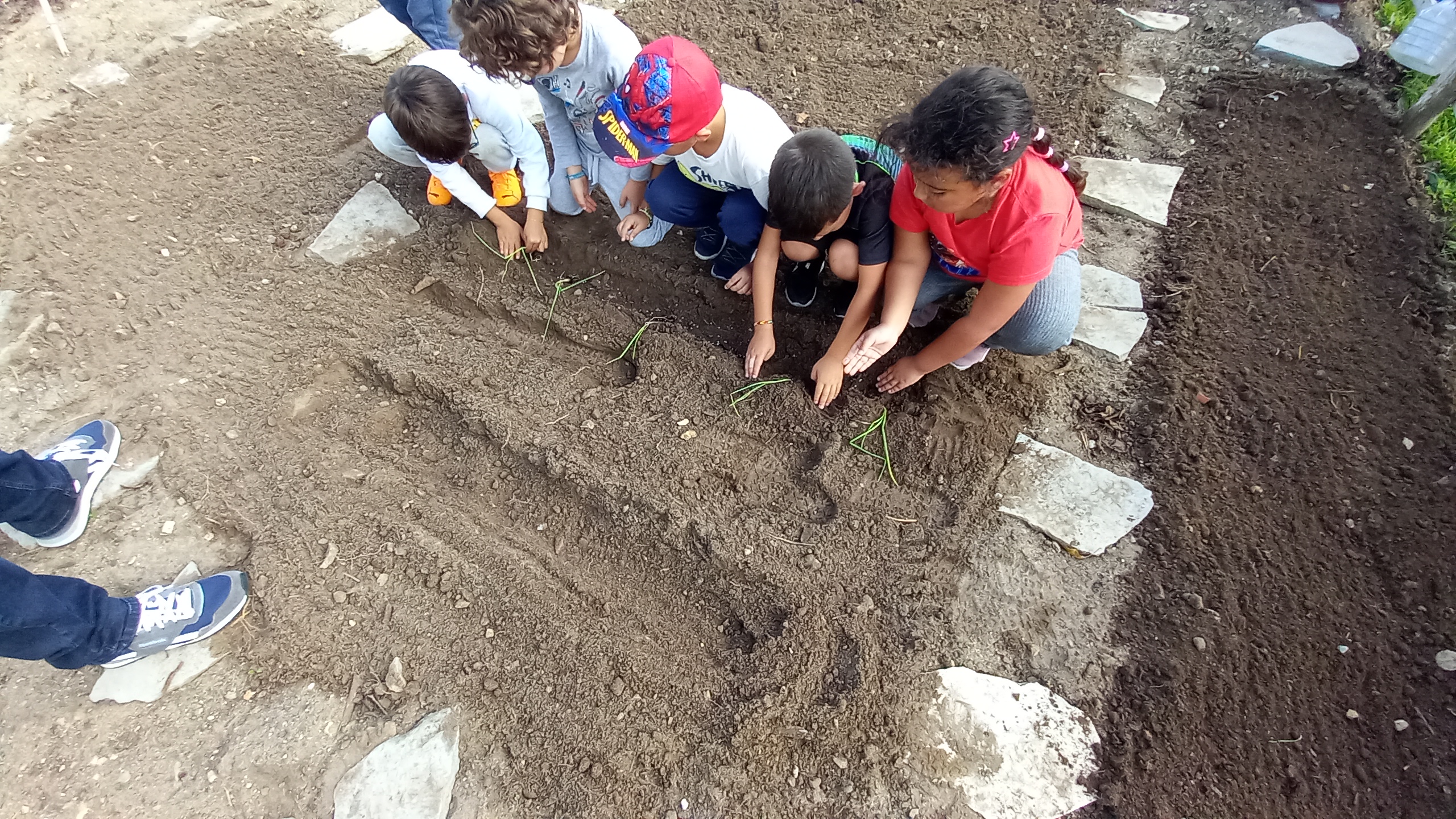 Os alunos descobriram a planta do alho francês e plantaram-no num pedacinho do terreno.