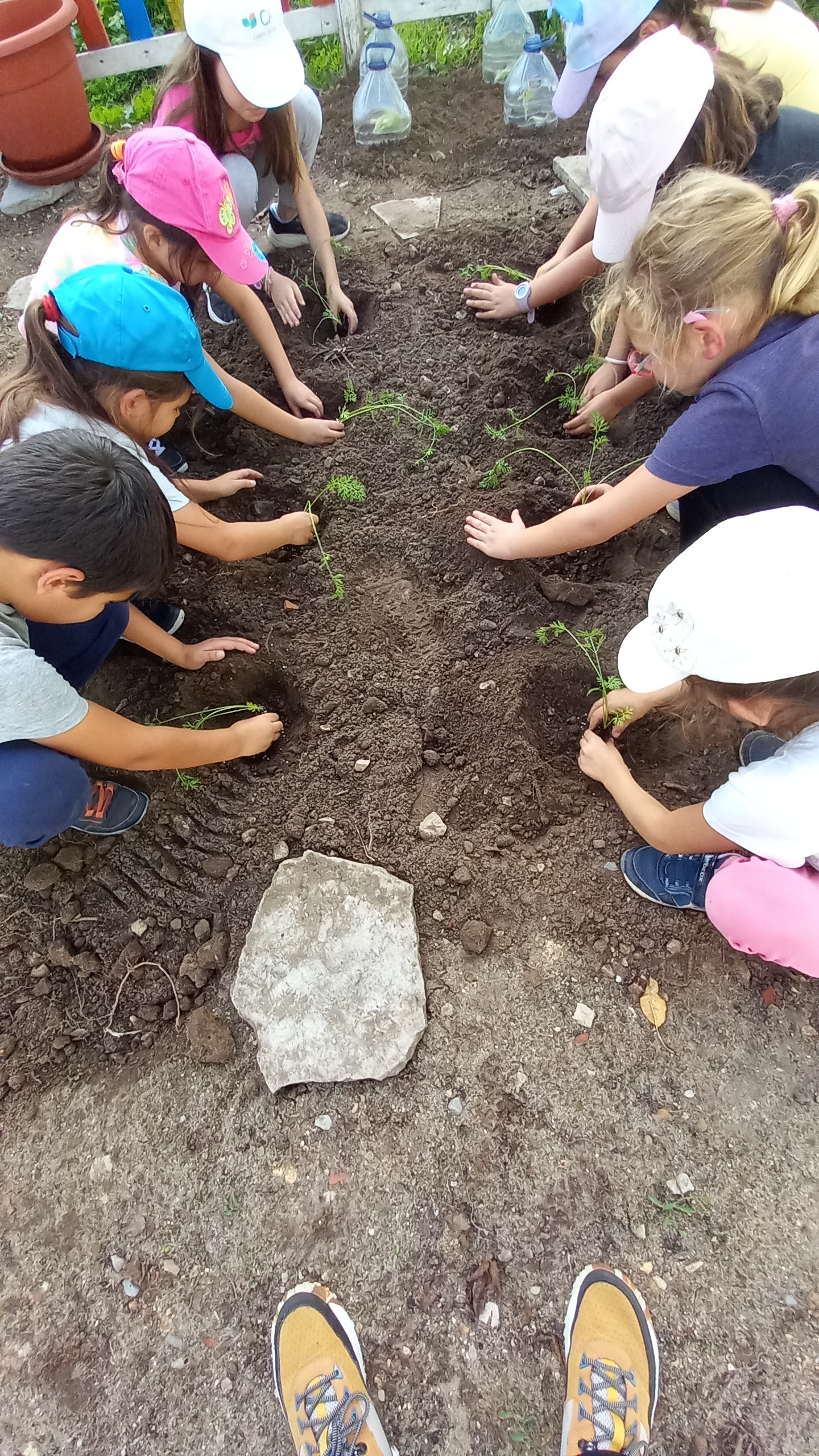 Os alunos plantaram algumas cenouras na nossa horta, bem como alfaces, beterrabas, cebolo.