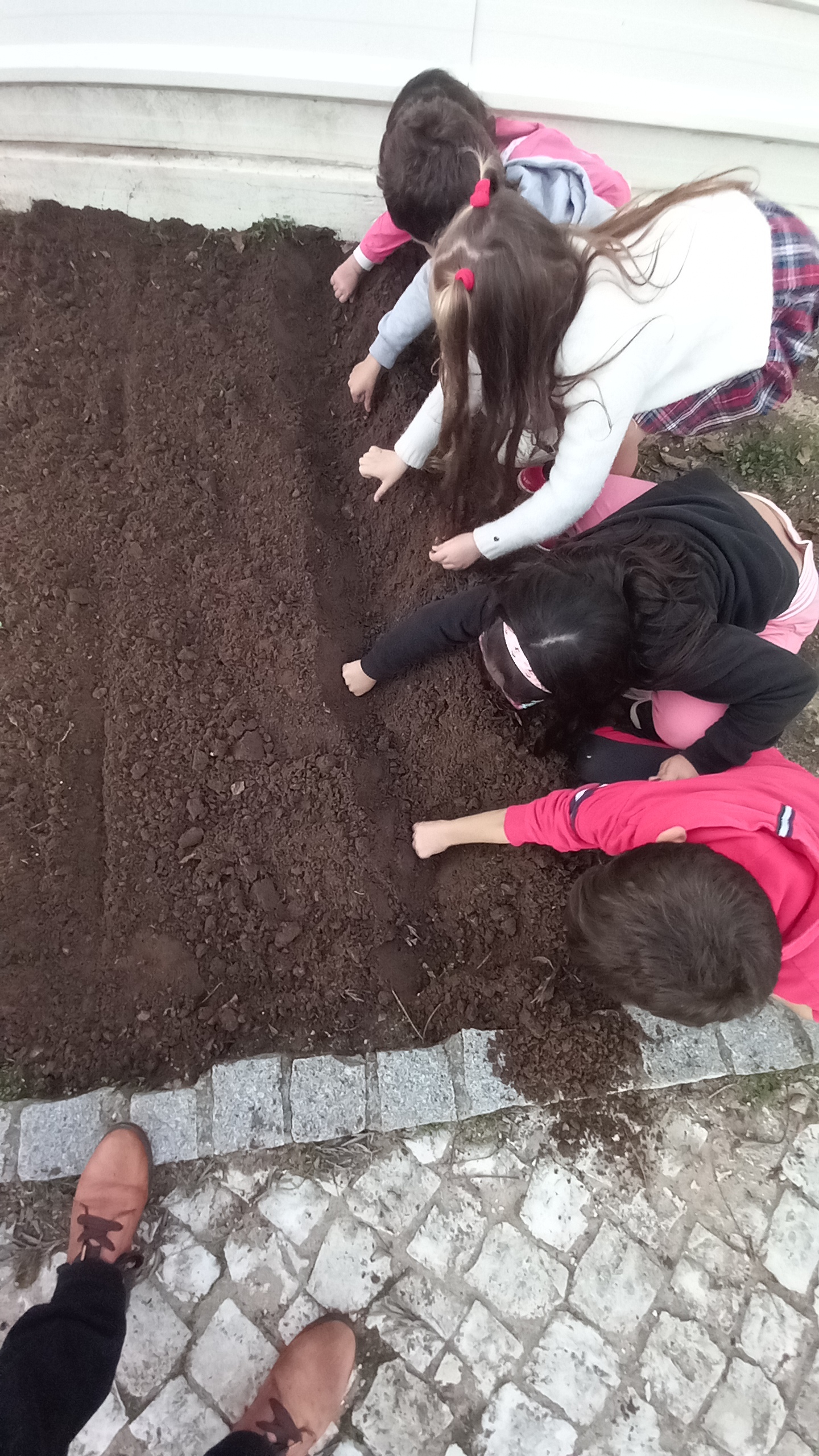 Noutra altura os alunos descobriram a diferença entre semente e planta e aproveitámos para semear favas roxas e plantar couve-flor, brócolos e couve branca.