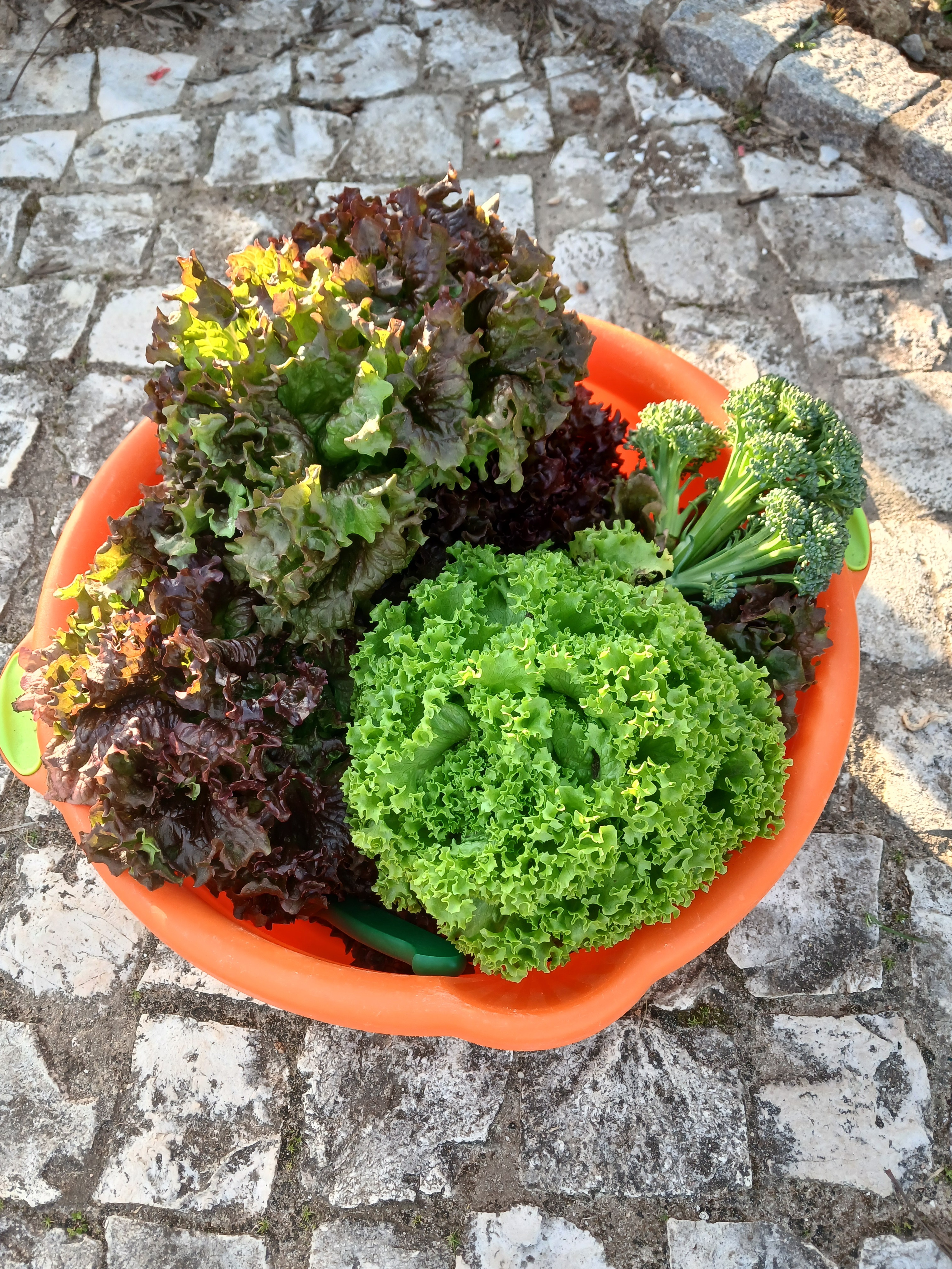 No final de fevereiro foi altura de apanhar as alfaces e os pequenos brócolos já nascidos.