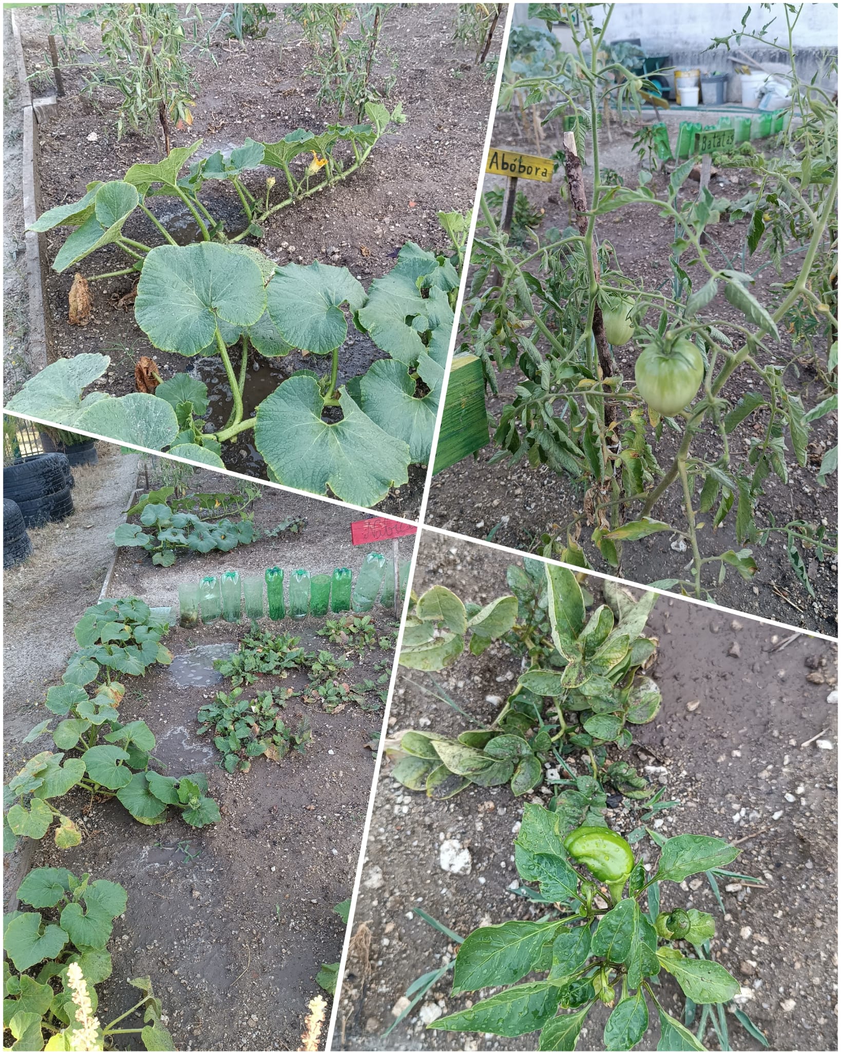 Estes legumes foram plantados em janeiro, já têm um tamanho considerável em março, mas podem precisar de mais algum tempo para a colheita final, assim vamos continuar a monitorizá-los.