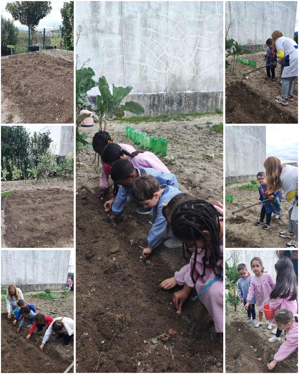A plantação de batatas é um processo em que utilizamos a própria batata (o tubérculo) para gerar novas plantas. É um cultivo que exige solo solto e espaço para crescer. Felizmente temos um pouco de terreno e as crianças adoraram fazê-lo.