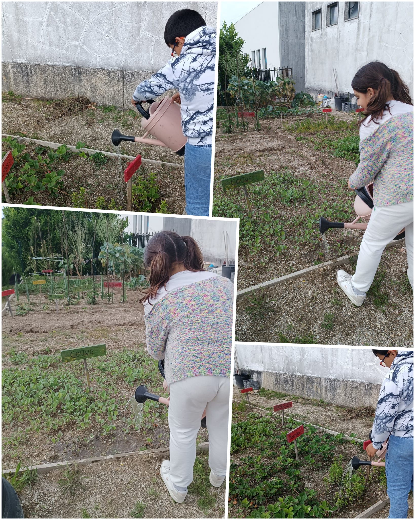 Após a plantação a rega é o fator que mais influencia a sobrevivência das plantas. Regar não é apenas "dar água", mas sim garantir que ela chegue às raízes de forma eficiente. Reaproveitamos a água e com cuidado regamos a nossa horta.