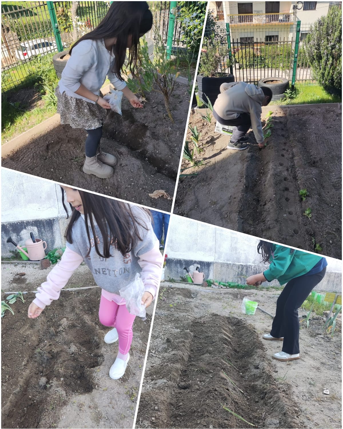 As leguminosas (feijão, ervilha, favas) são as "melhores amigas" de qualquer horta. Elas têm a capacidade única de fixar azoto no solo, funcionando como um adubo natural assim semeamo-las com alegria.