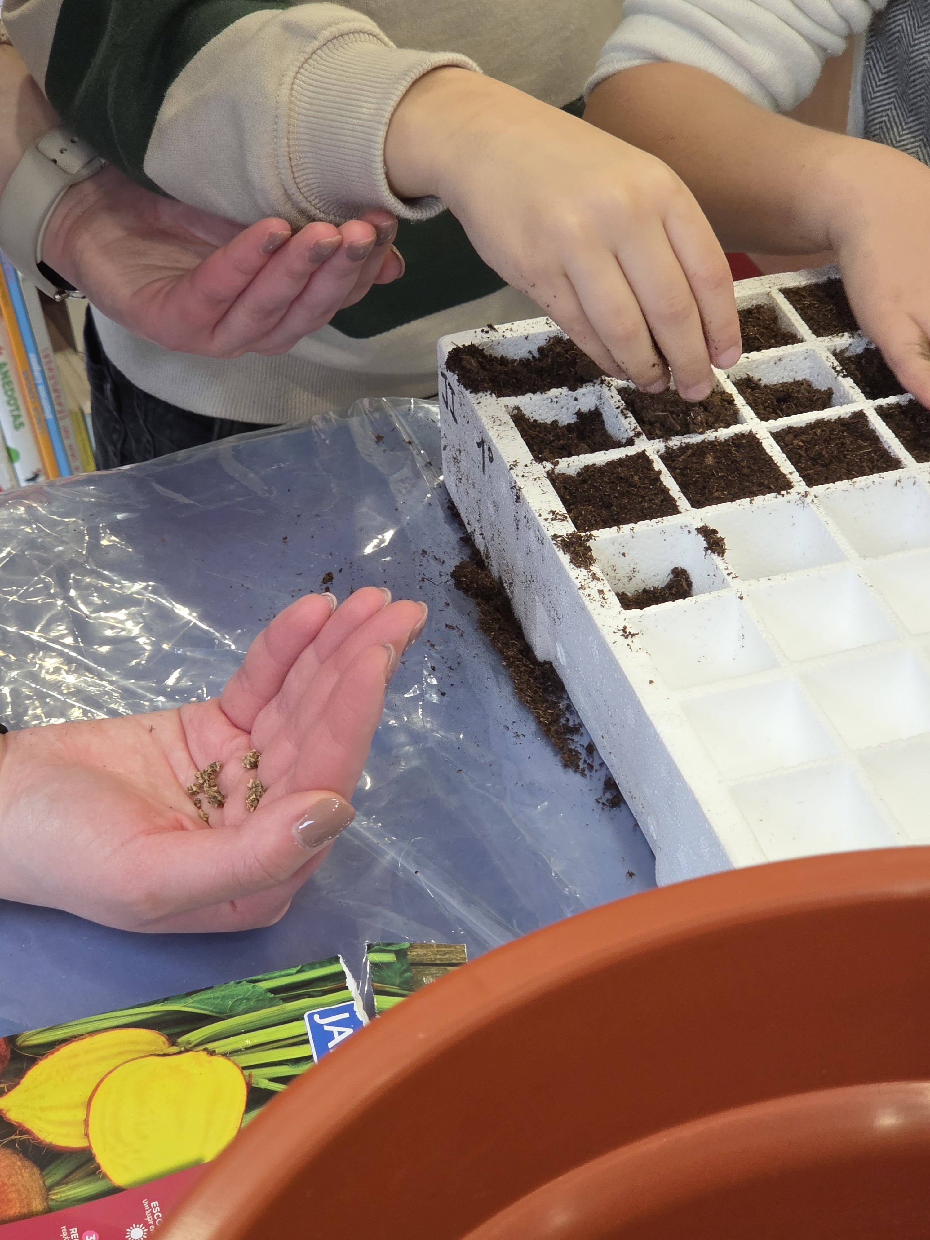 Foram semeadas em tabuleiros de sementeira as plantas escolhidas (alface, pimento, alho francês, beterraba e salsa), para depois de germinarem se fazer a muda das mesmas para a horta.