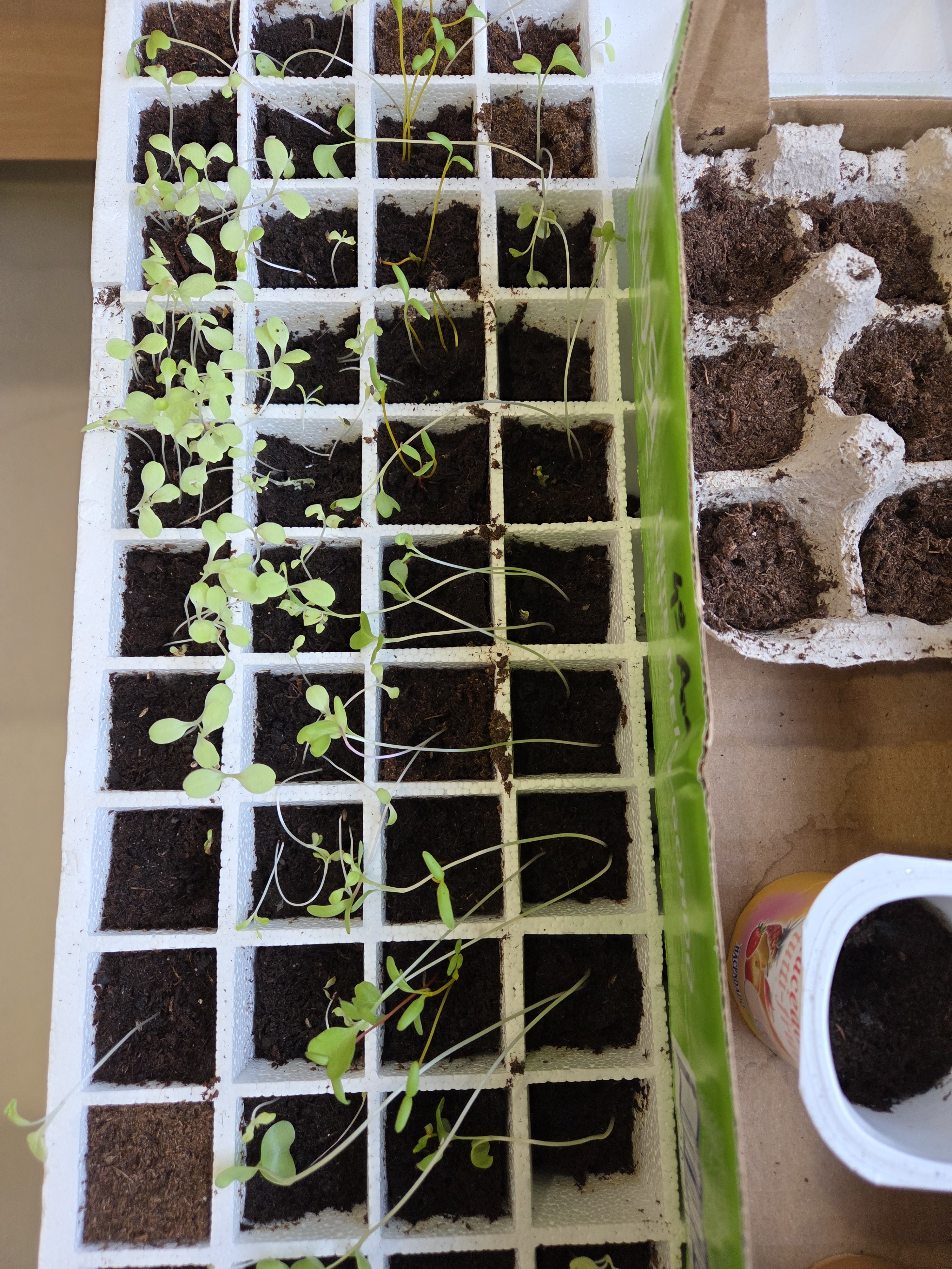 As sementes, devidamente expostas à luz solar, regadas e cuidadas, nasceram bem.