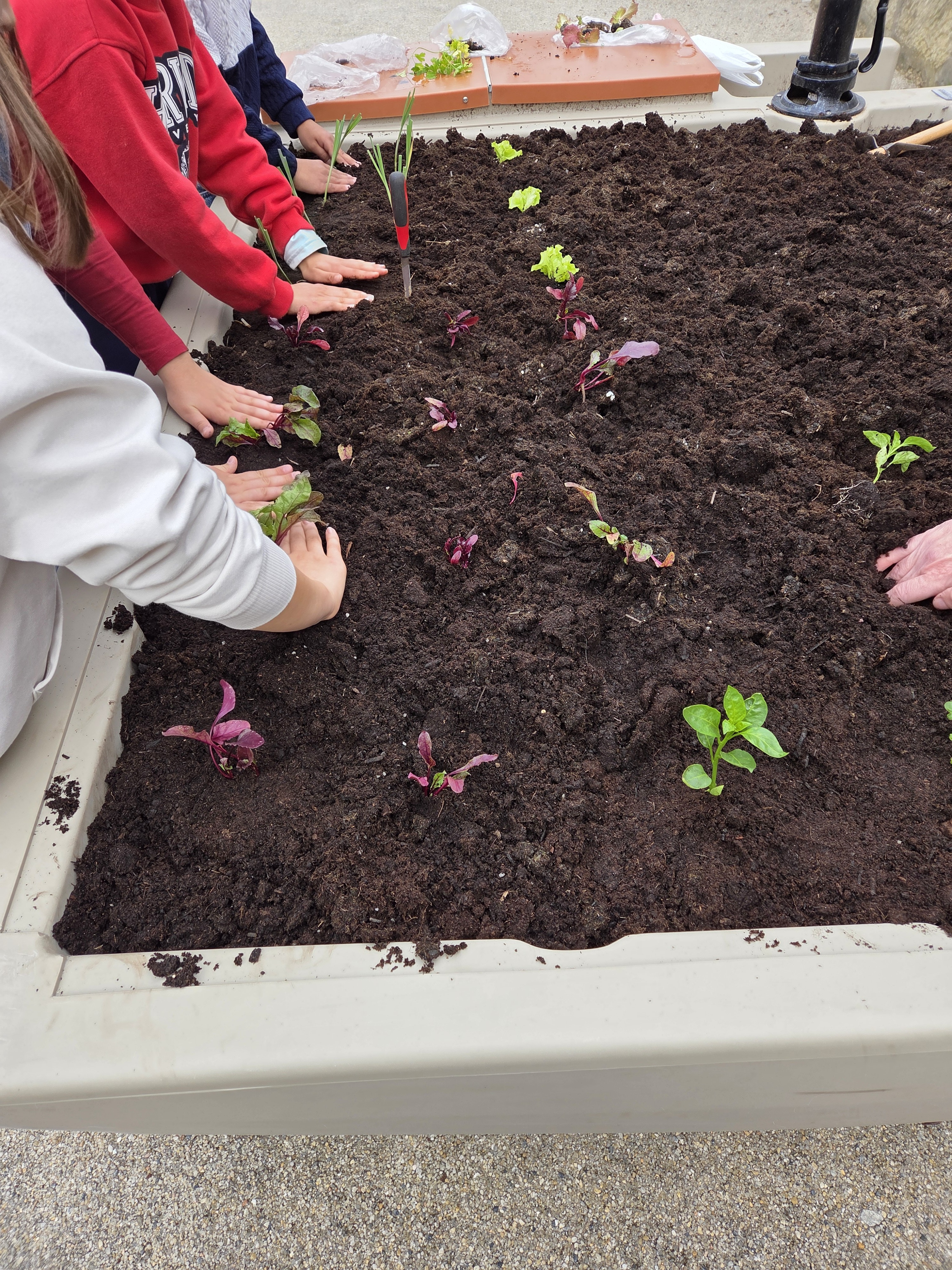 Foram feitos pequenos buracos na terra para colocar as mudas que se encontravam nos tabuleiros de sementeira. As mudas foram depois cobertas com terra e regadas.