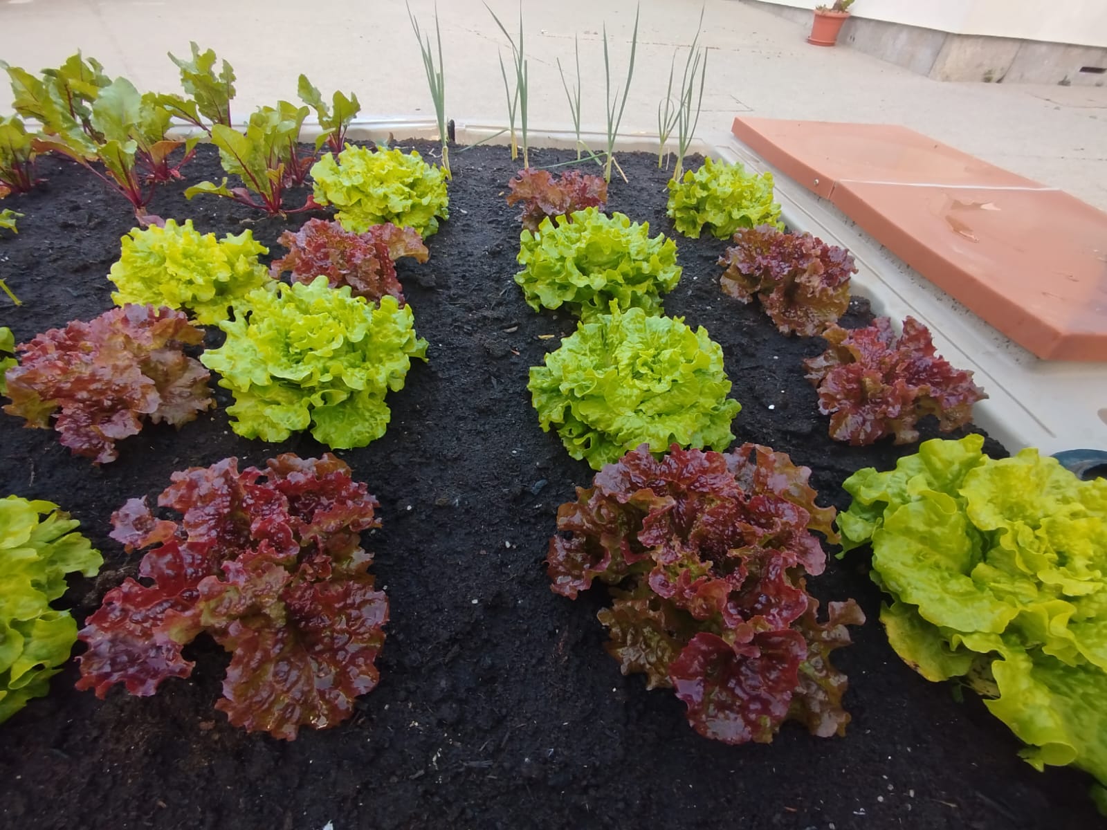 As alfaces estão a ter um crescimento rápido. As restantes plantas estão a crescer no tempo delas.