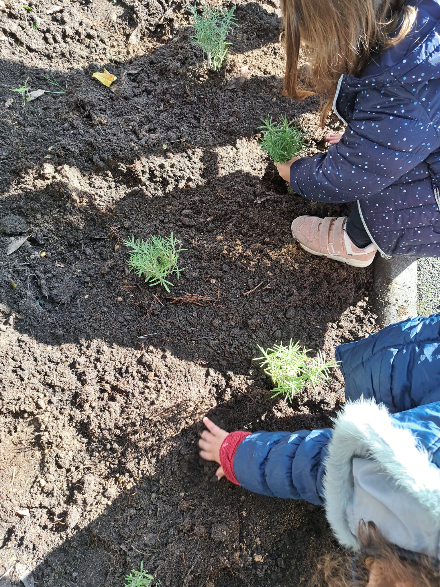 A nossa sebe de ervas aromáticas