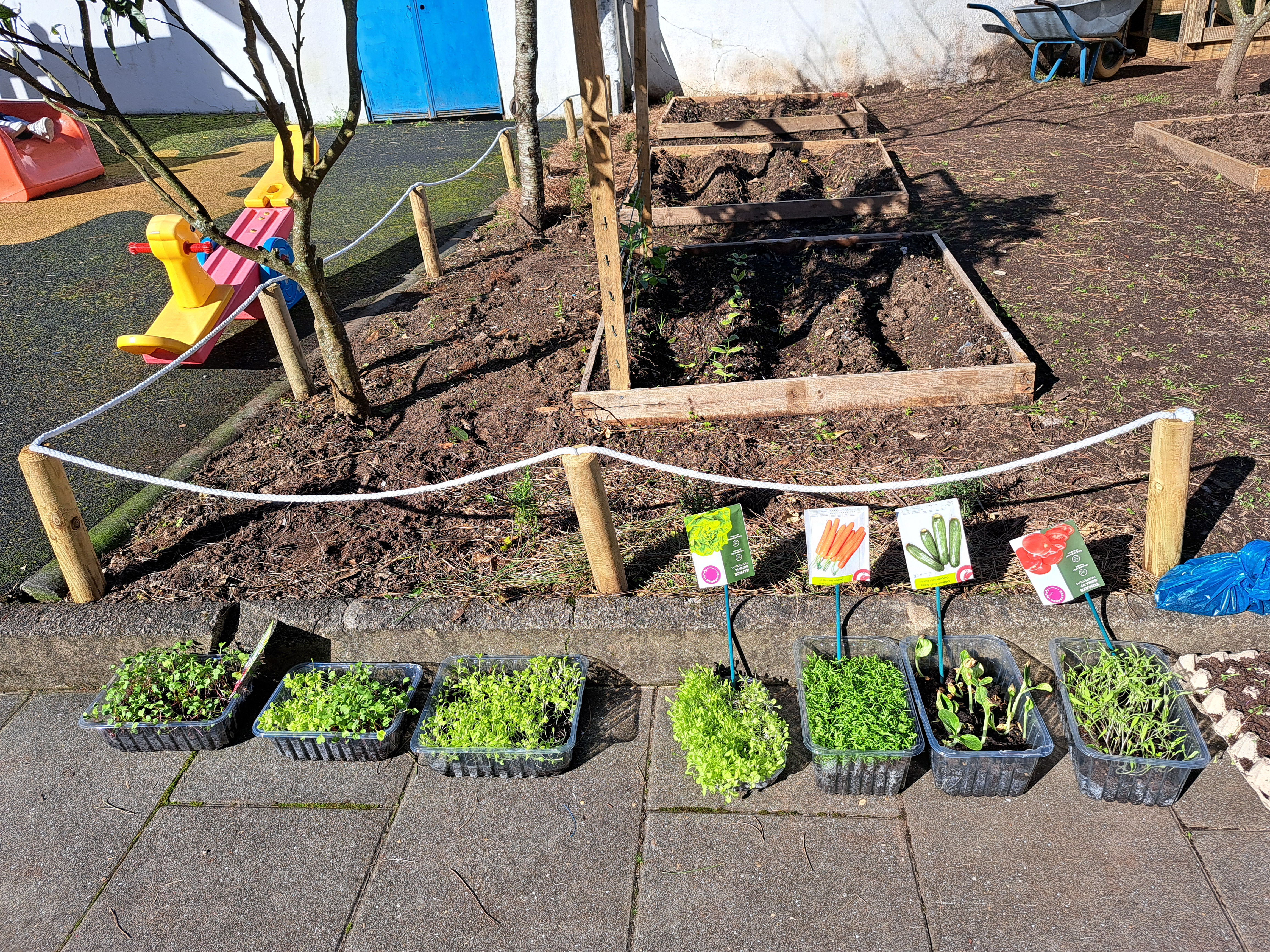 Plantas prontas a ganhar novo espaço