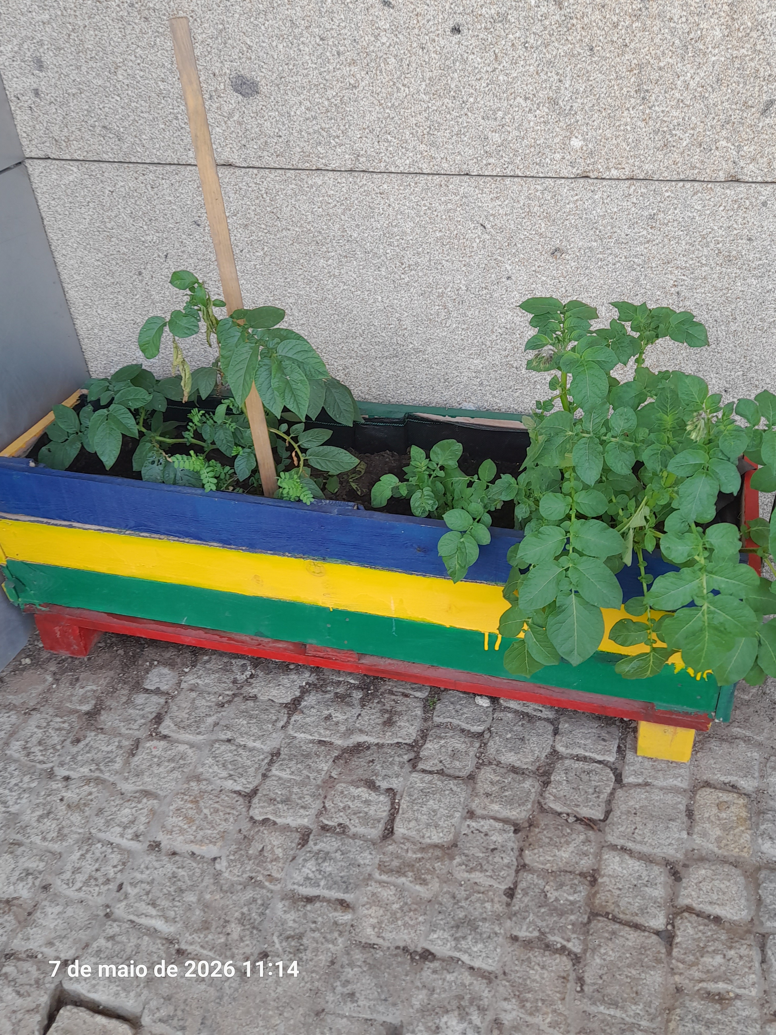 Plantas a crescer