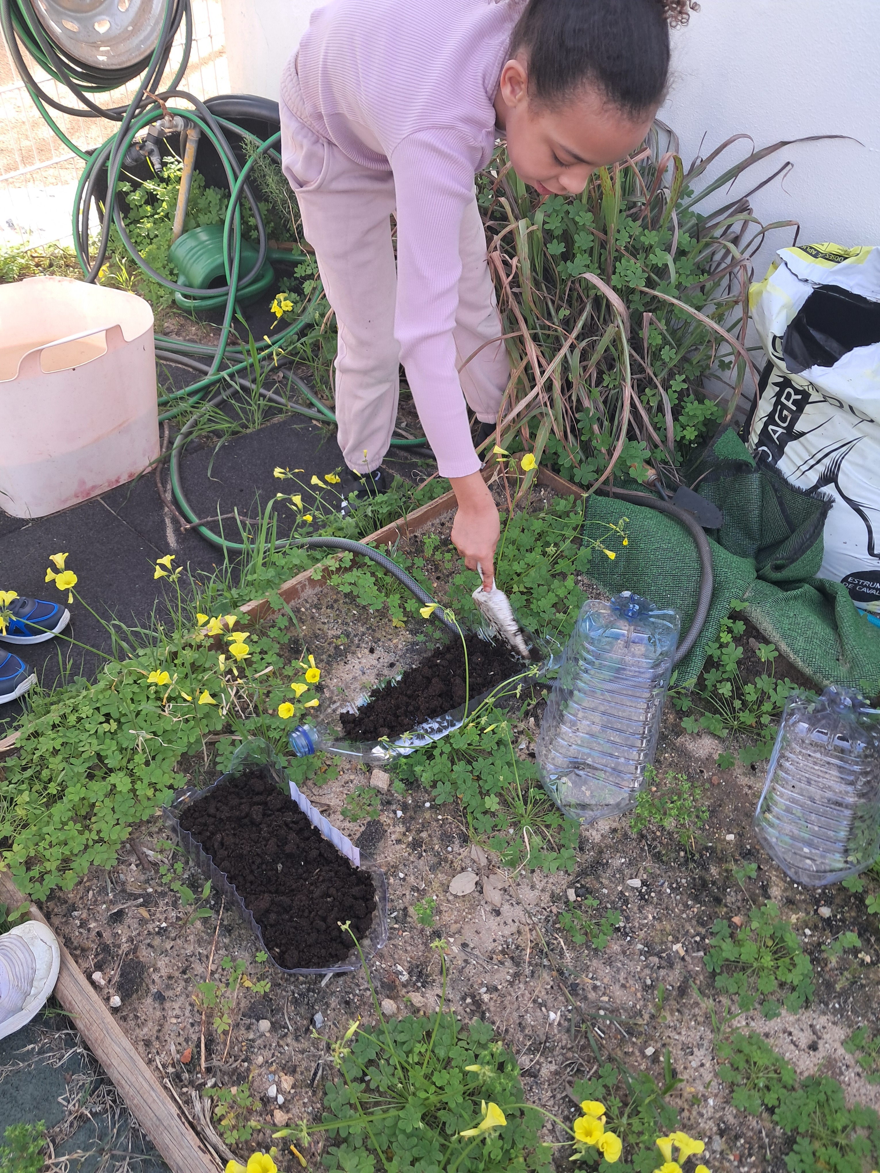 Preparação dos garrafões de água com terra e composto, para semear.