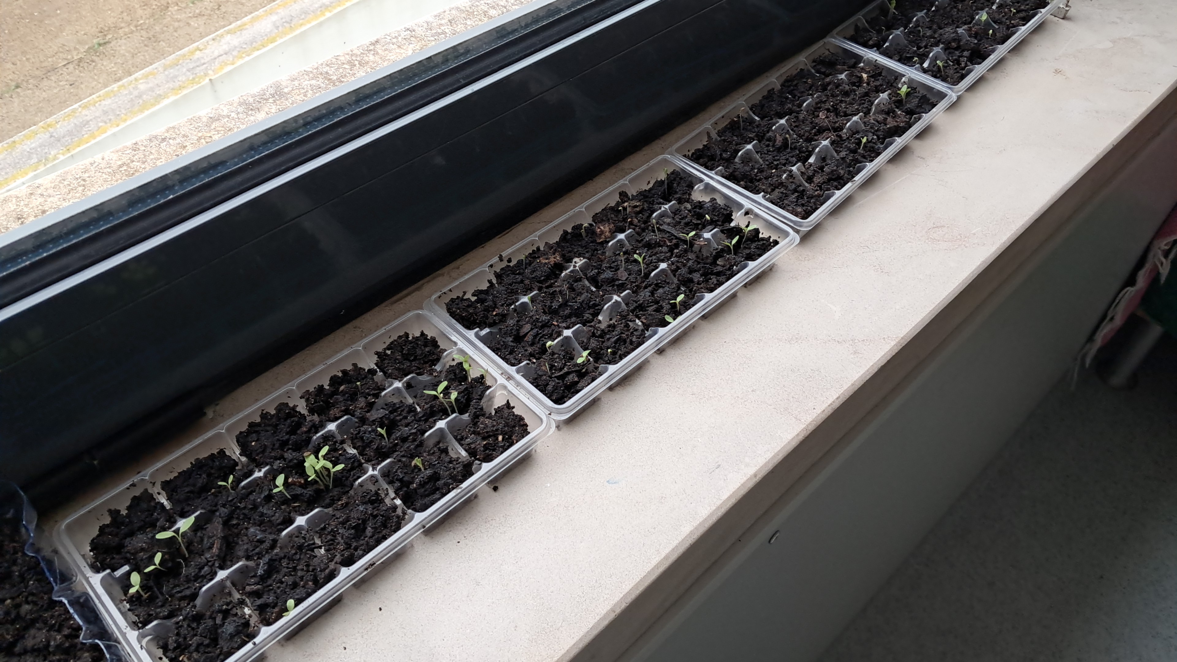 Sementes em fase de germinação.