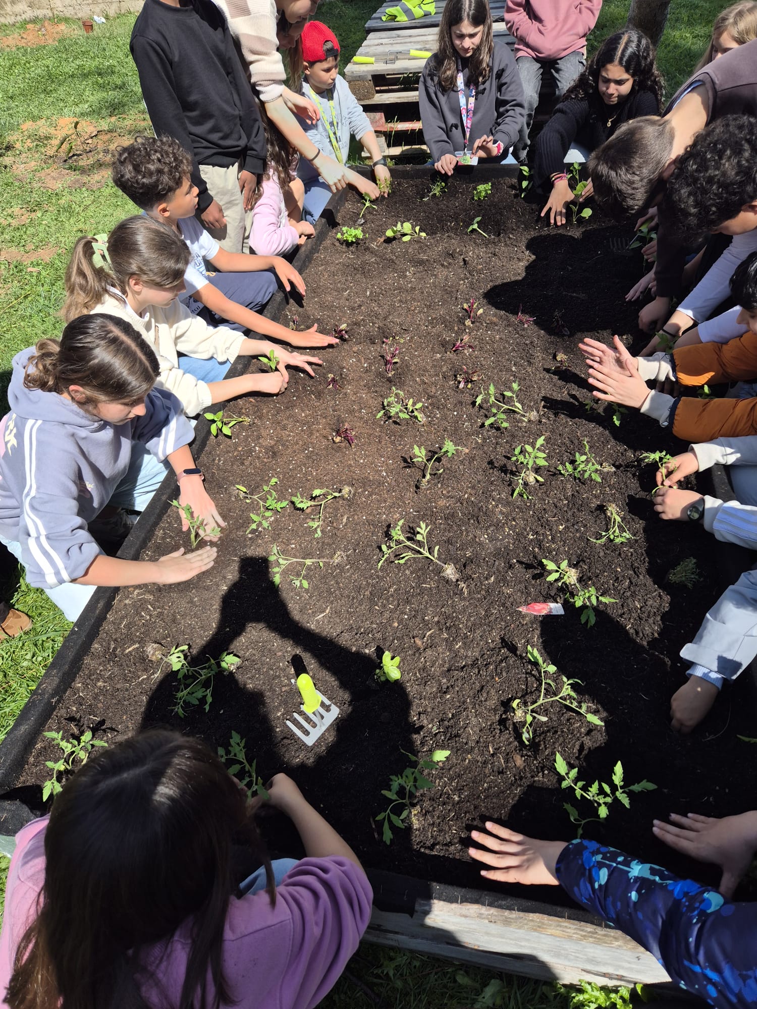Plantámos espécies cedidas pela empresa local Plantalgarve e realizámos a transplantação das plantas que semeámos, seguindo rigorosamente o planeamento das culturas: Alfaces, Alho-francês, tomateiros cherry, beringelas, curgetes, rabanetes, tomilho etc.