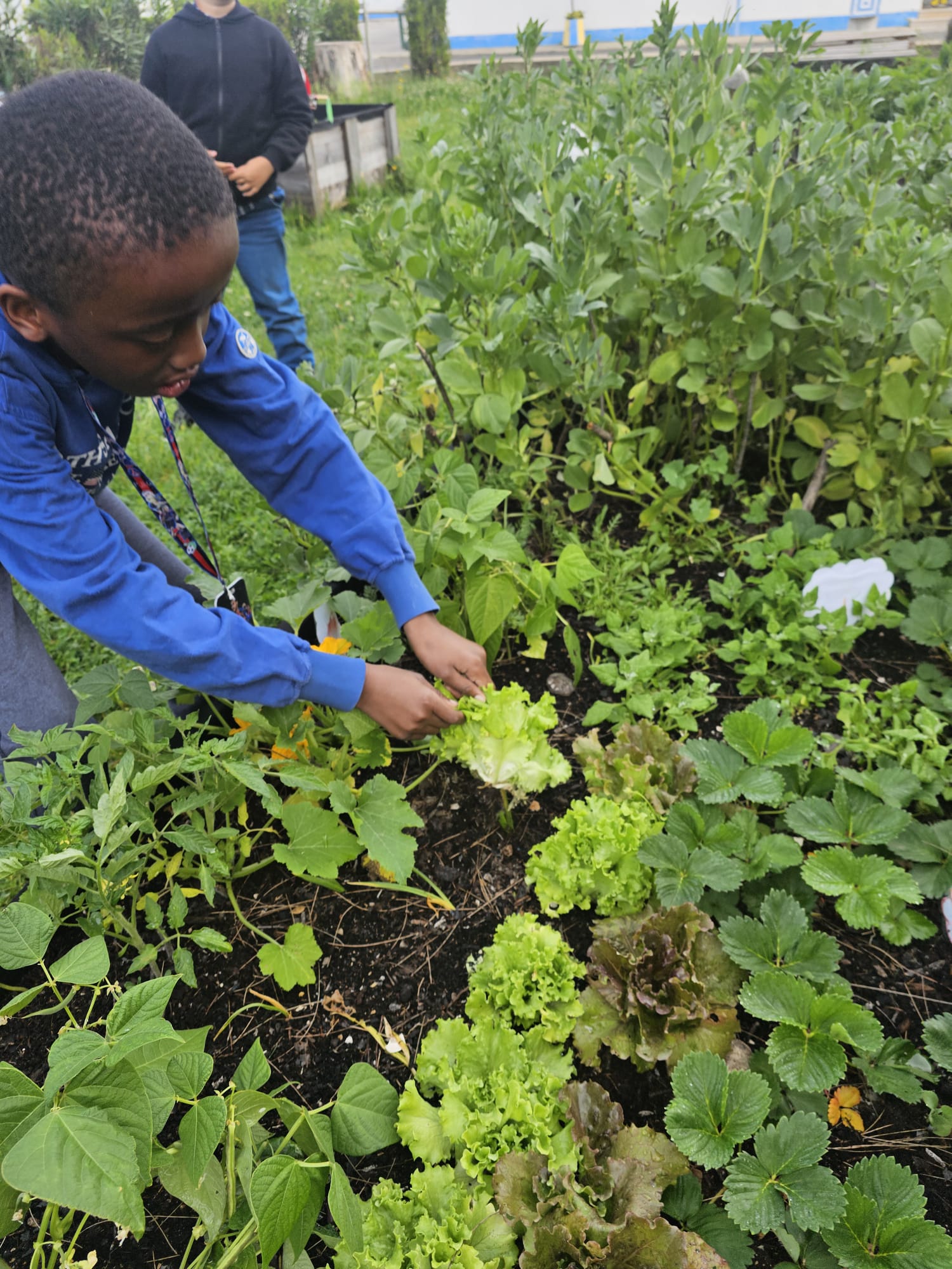 Os alunos colheram ervilhas, chás, plantas aromáticas, alfaces, beterrabas, cebolas, couves, acelgas e morangos, valorizando o trabalho realizado na horta escolar e promovendo hábitos de alimentação saudável.