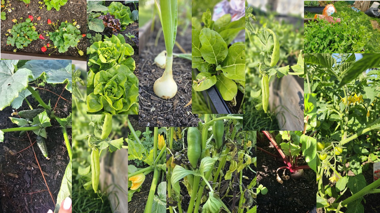As culturas da horta foram cuidadas de forma biológica, sem recurso a inseticidas, utilizando chorume natural e compostagem de cascas e resíduos orgânicos. A horta desenvolveu-se de forma saudável e equilibrada, tornando-se um espaço vivo de aprendizagem,