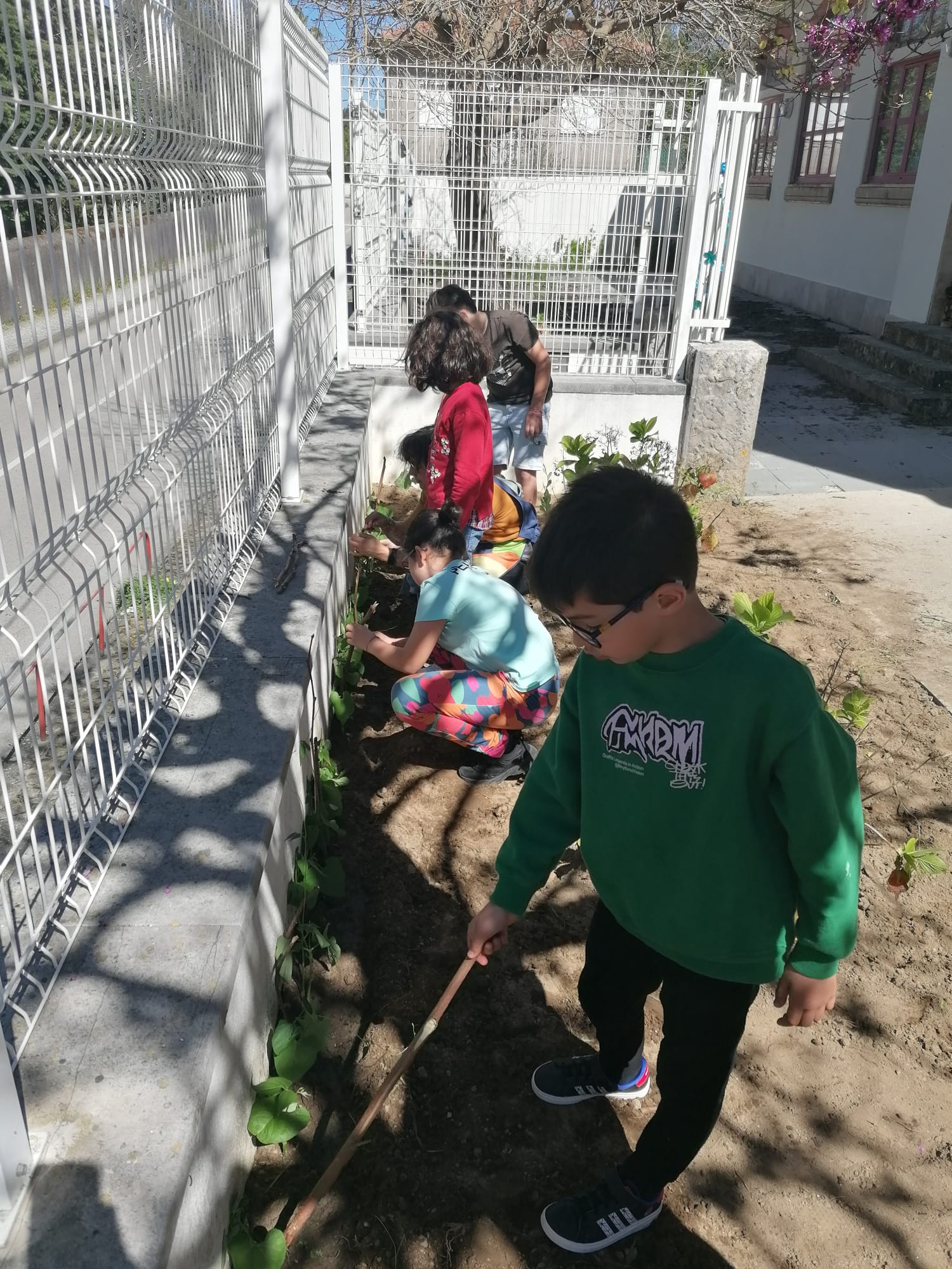 tratamento do terreno dos feijoeiros