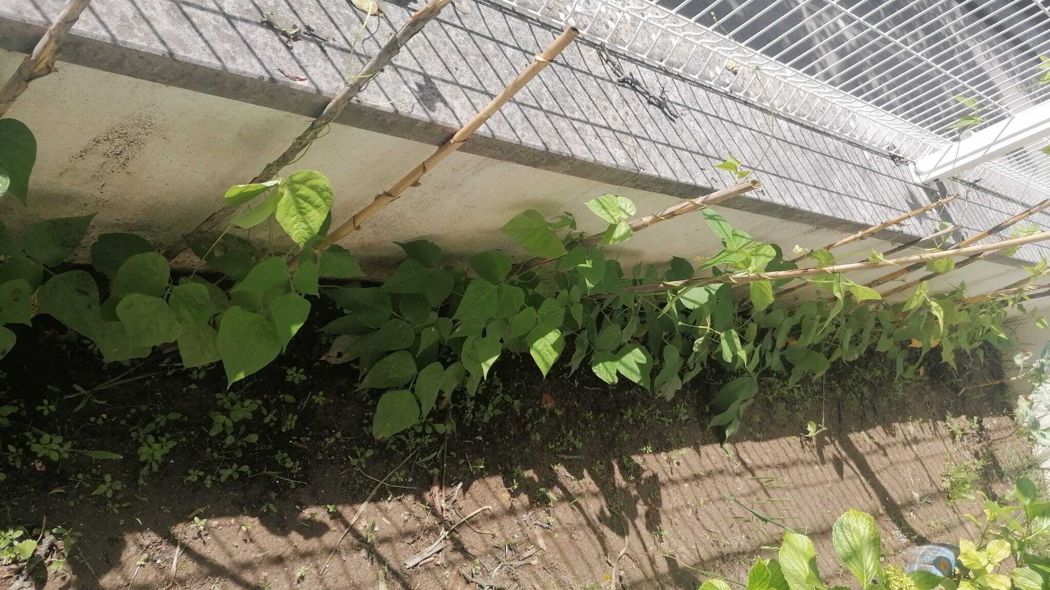 Feijoeiros semeados em sala de aula em março