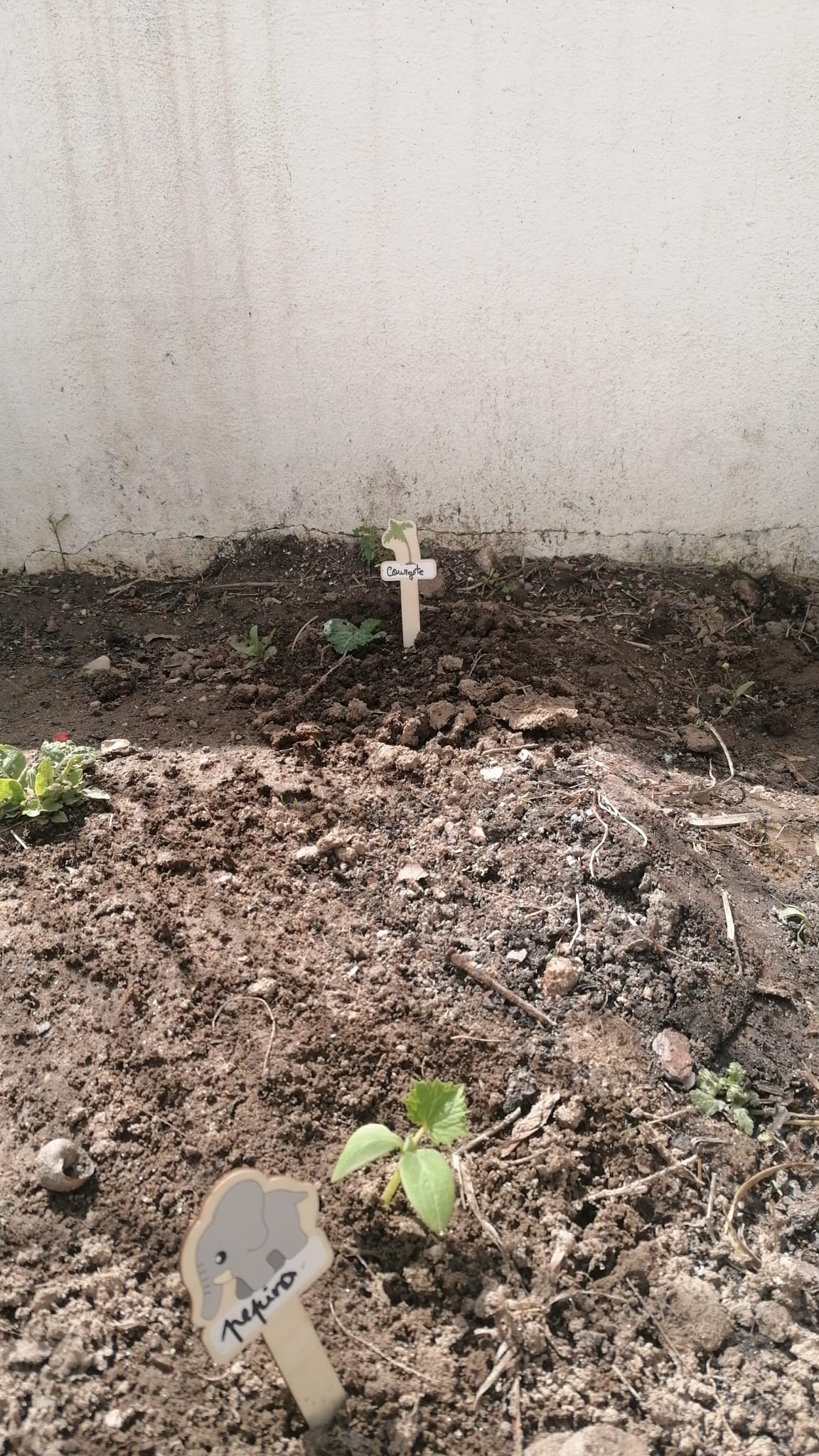 Pepino e courgete plantados em maio