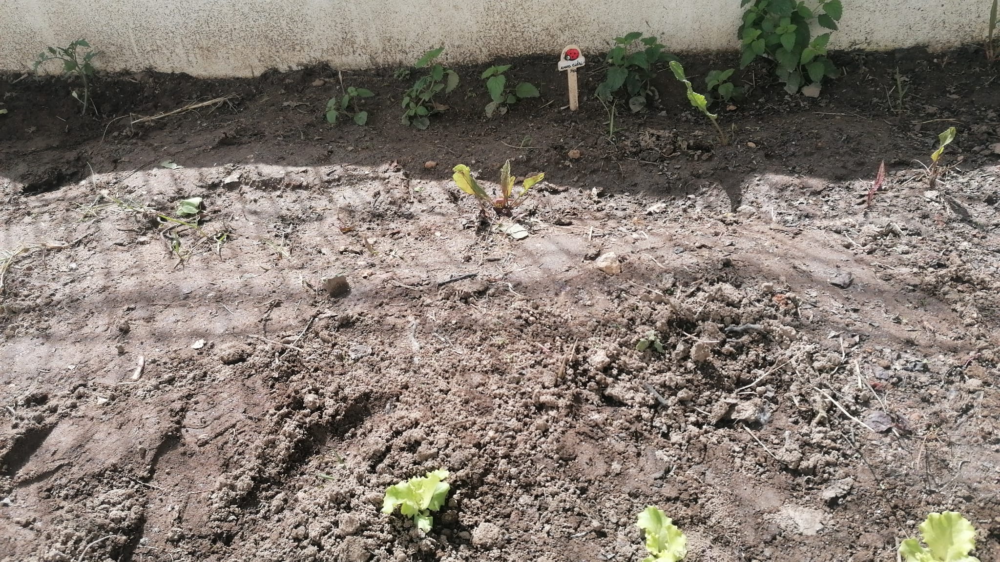 Plantação de erva cidreira