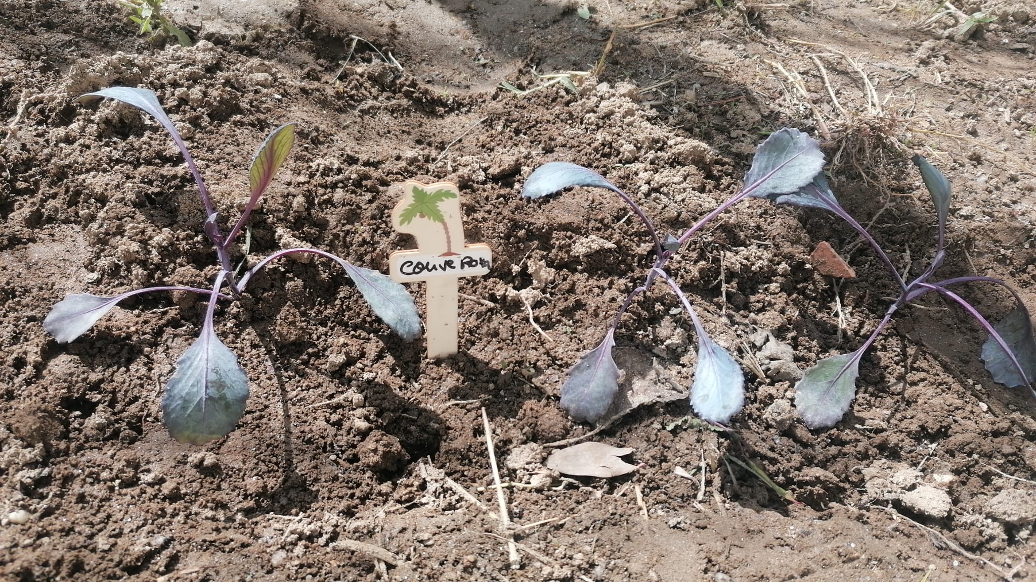 couve-flor plantada em maio
