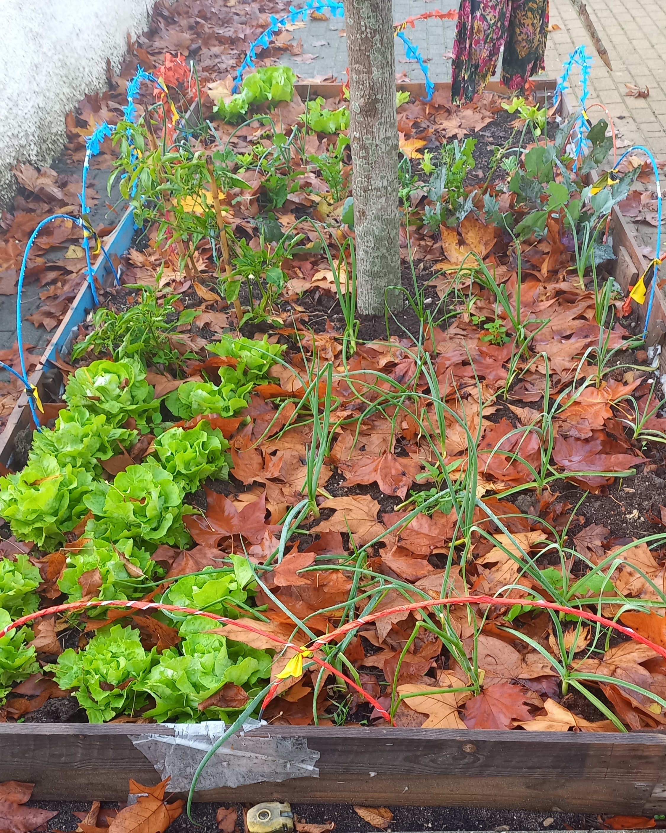 Primeiro canteiro cultivado.