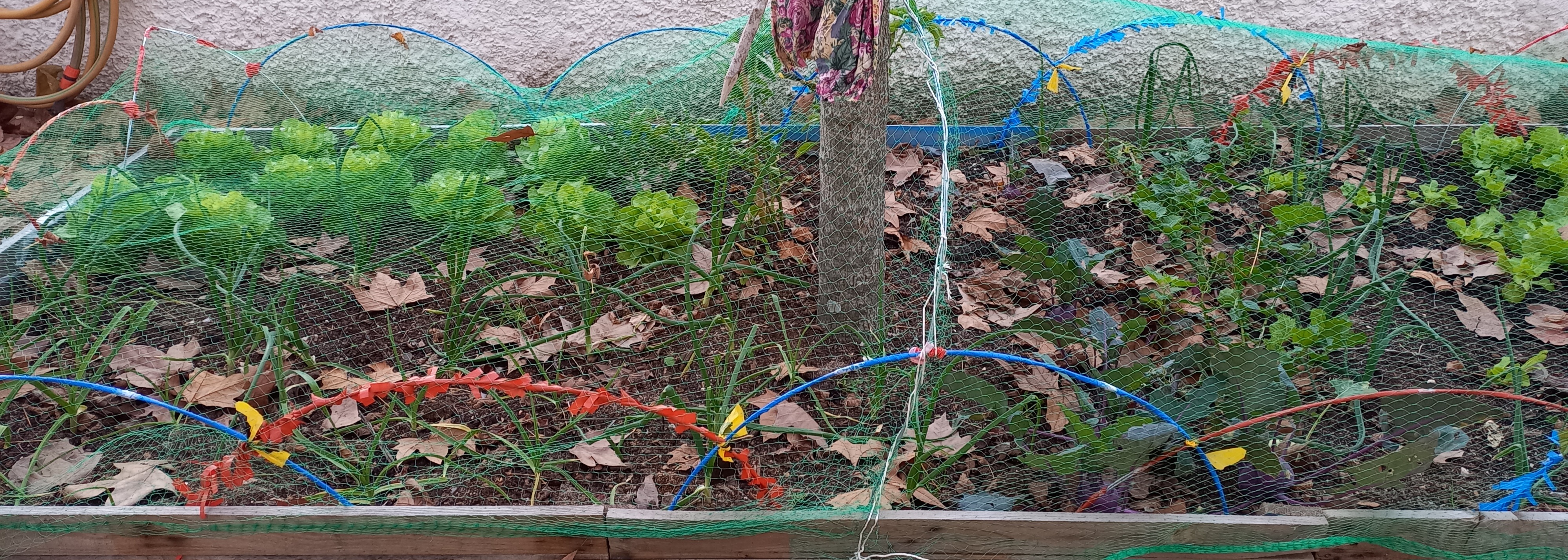 Primeiro canteiro com rede protetora.