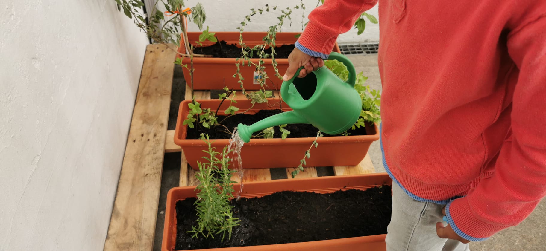 Regar as plantas.