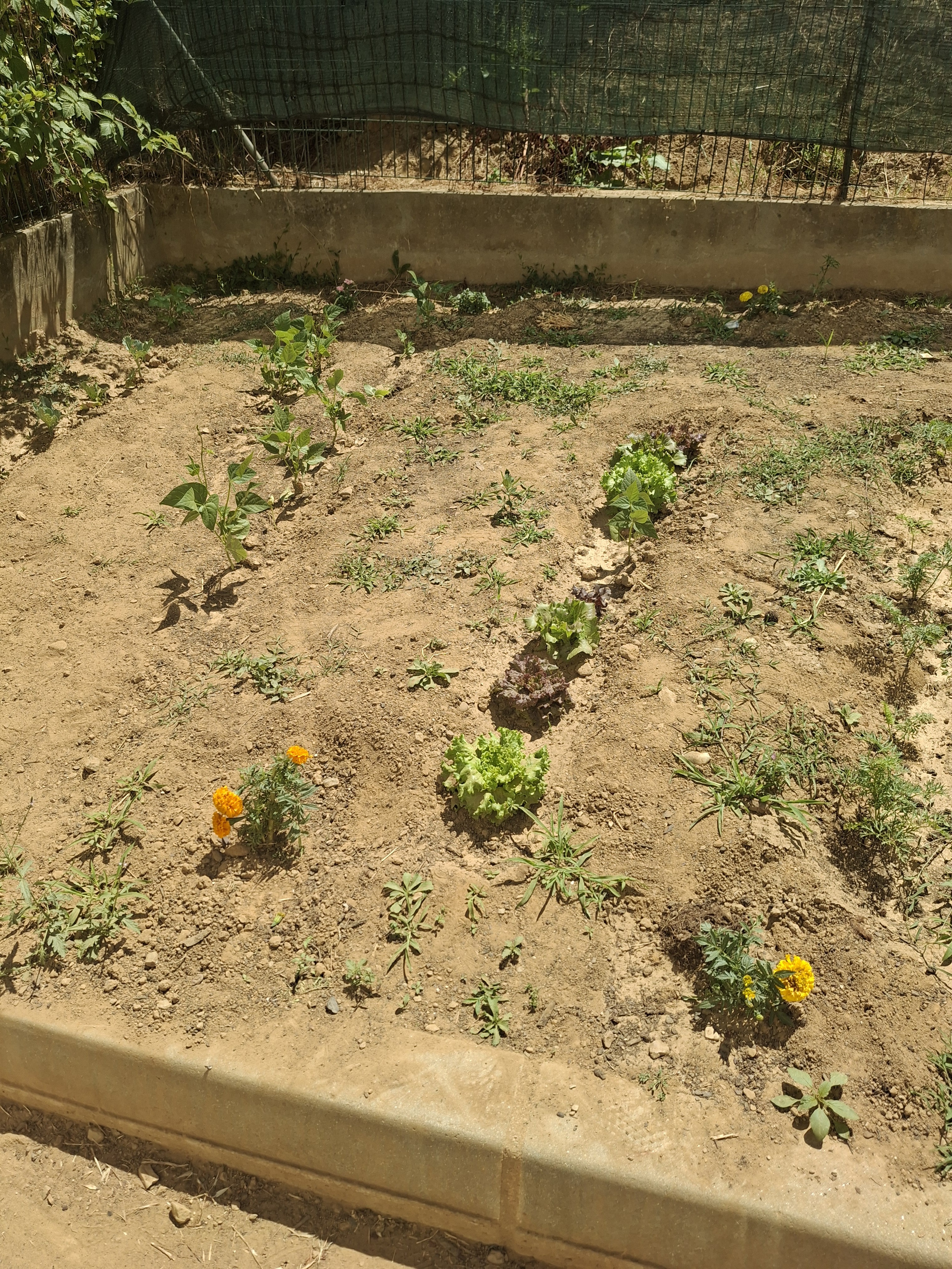 Horta