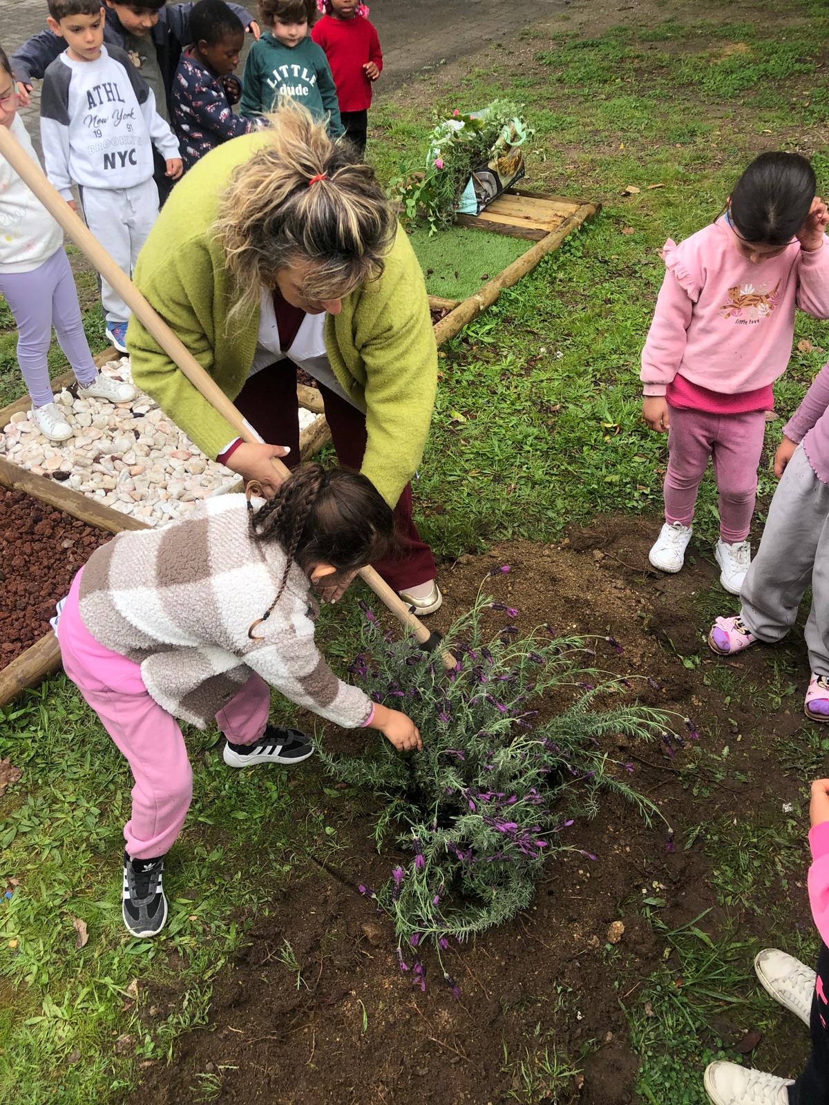 Plantando a alfazema