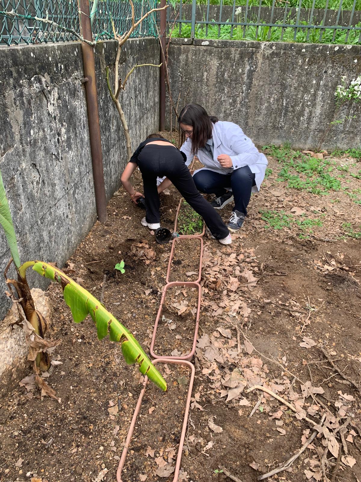 Plantando pepinos e courgetes