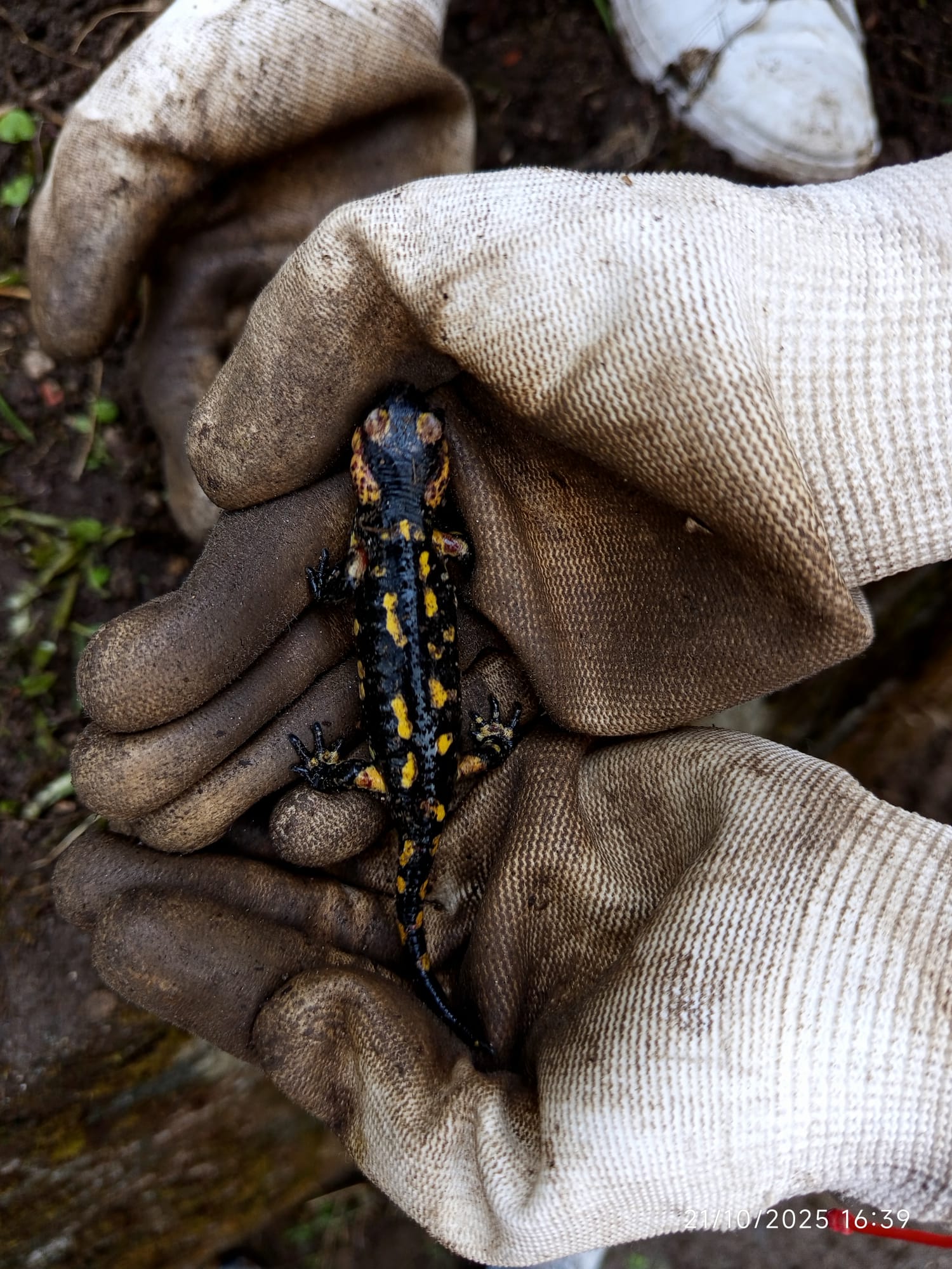 Salamandra-de-pintas-amarelas