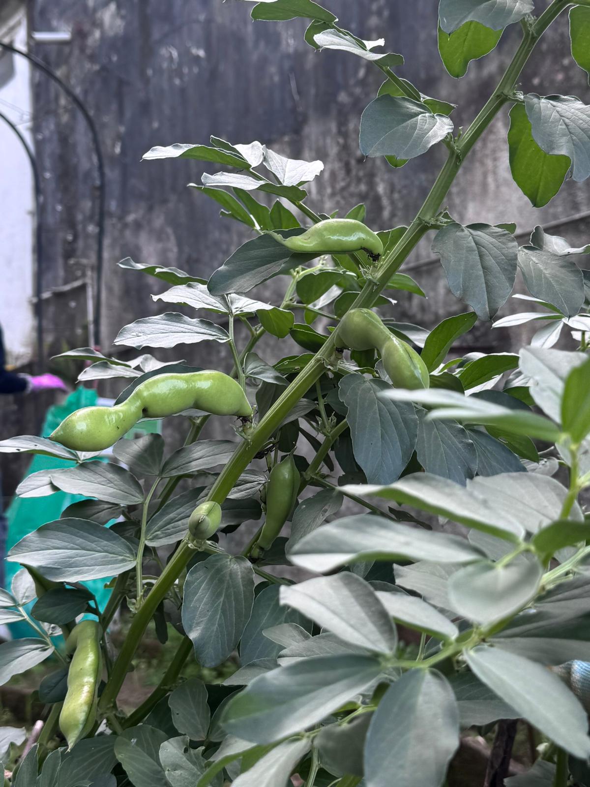 Favas