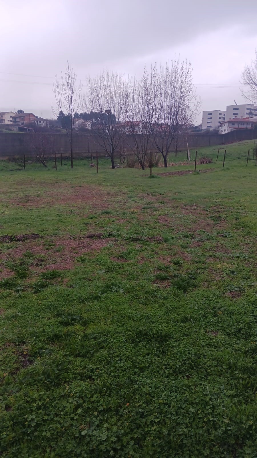 Terreno onde vai ser colocada a horta - por lavrar.