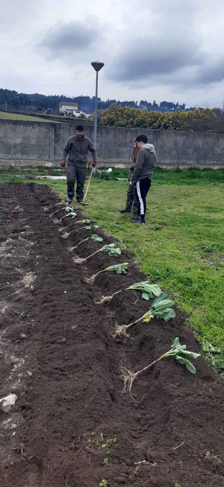 Plantação de couves