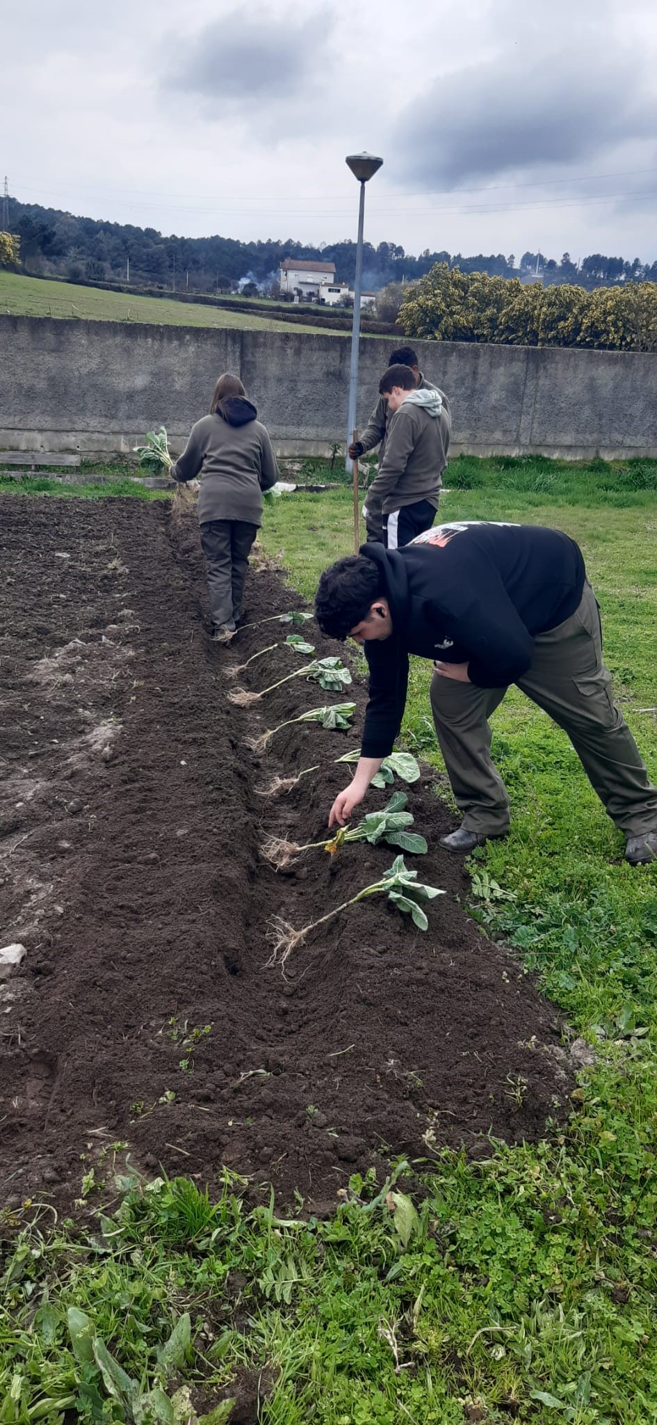 Plantação - Março